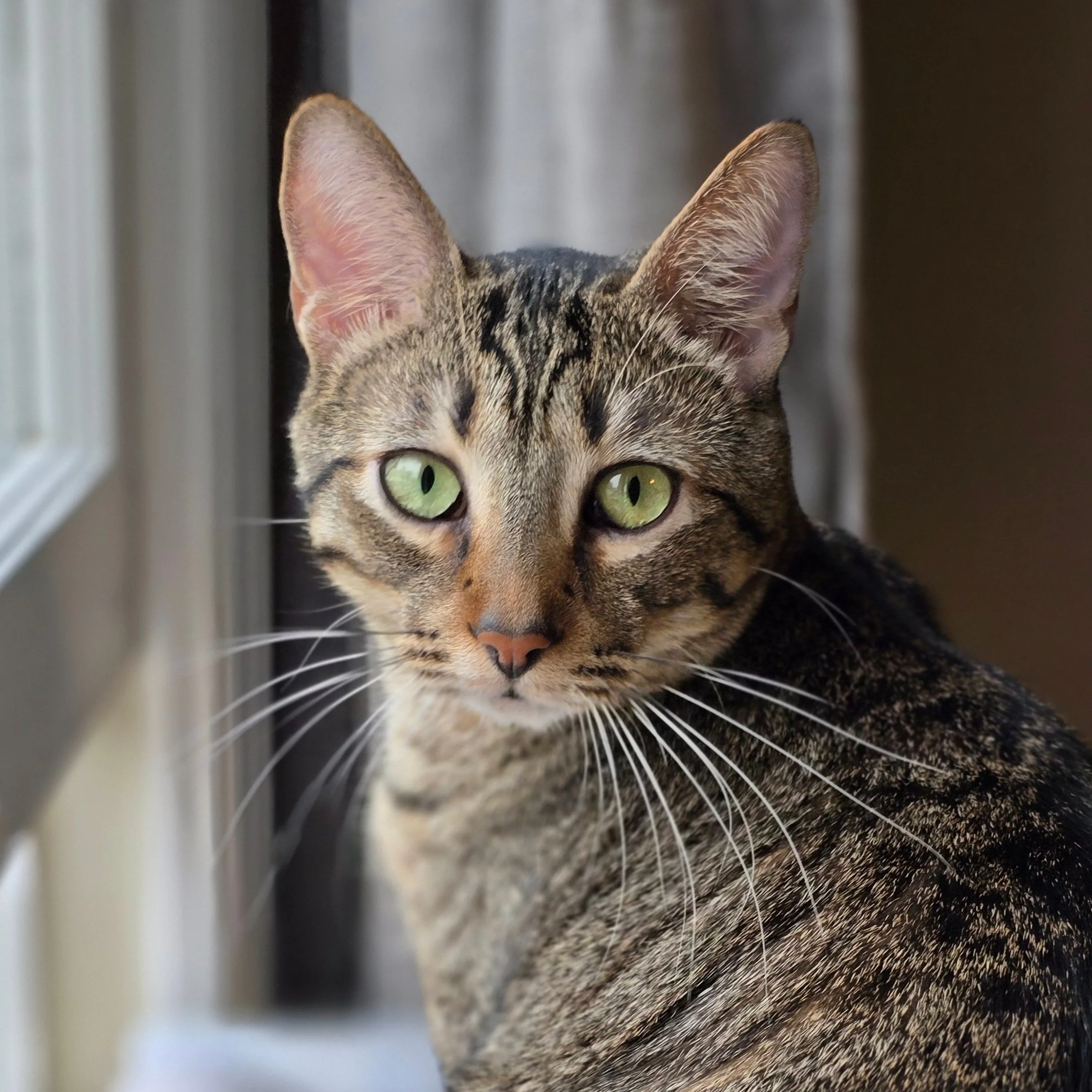 A tabby cat with green eyes looking directly at the camera near a window.