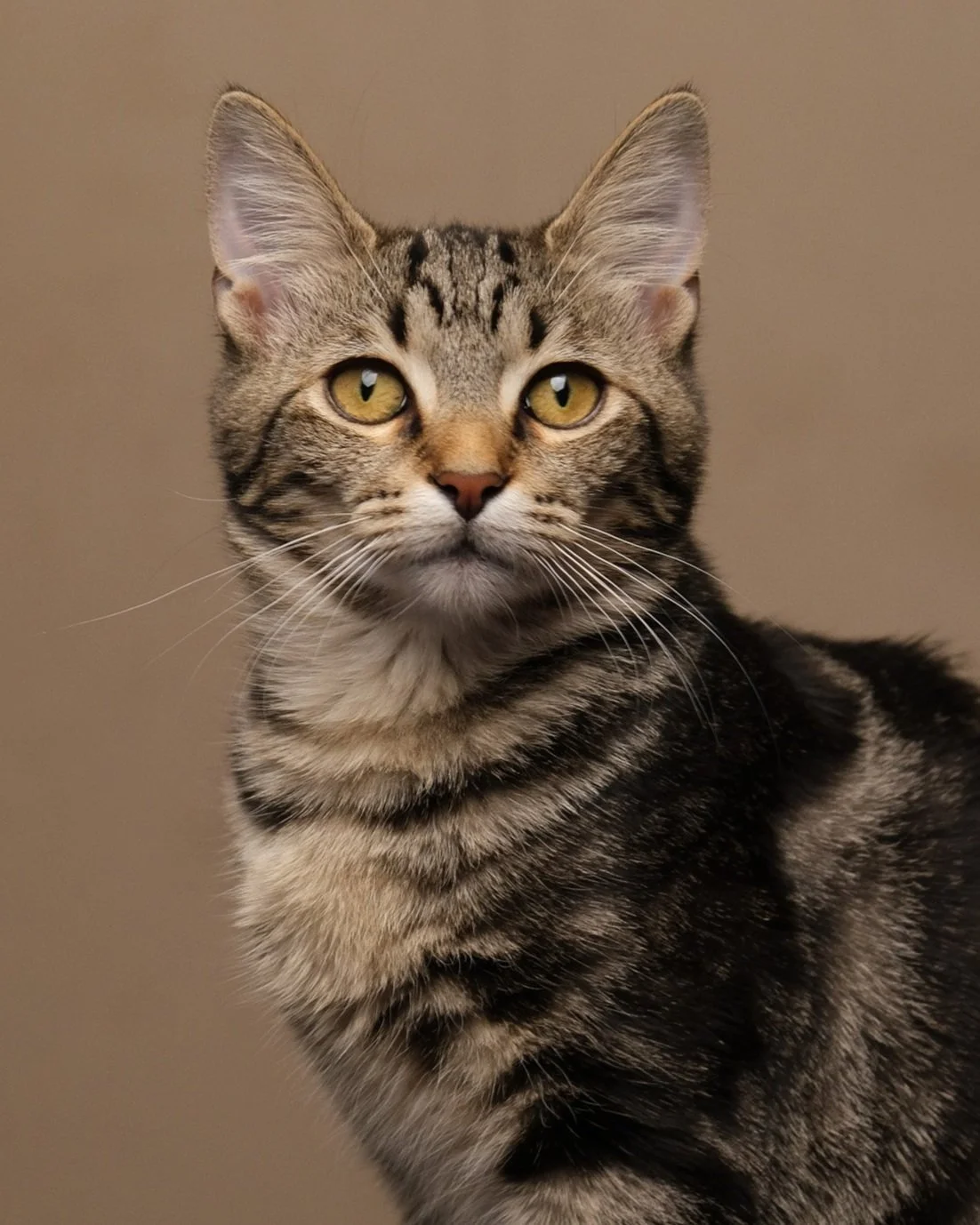 Close-up of a tabby cat with yellow eyes and striped fur, looking directly at the camera.