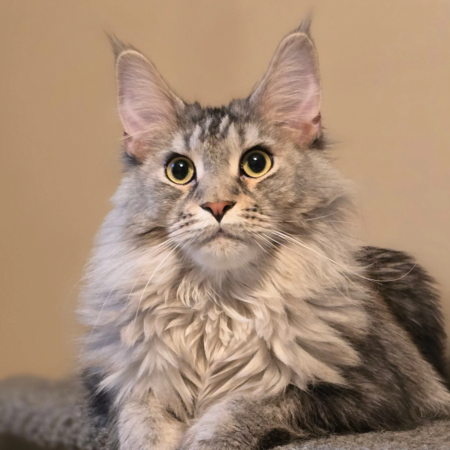 A long-haired gray and black tabby cat with yellow eyes sitting indoors against a beige background.