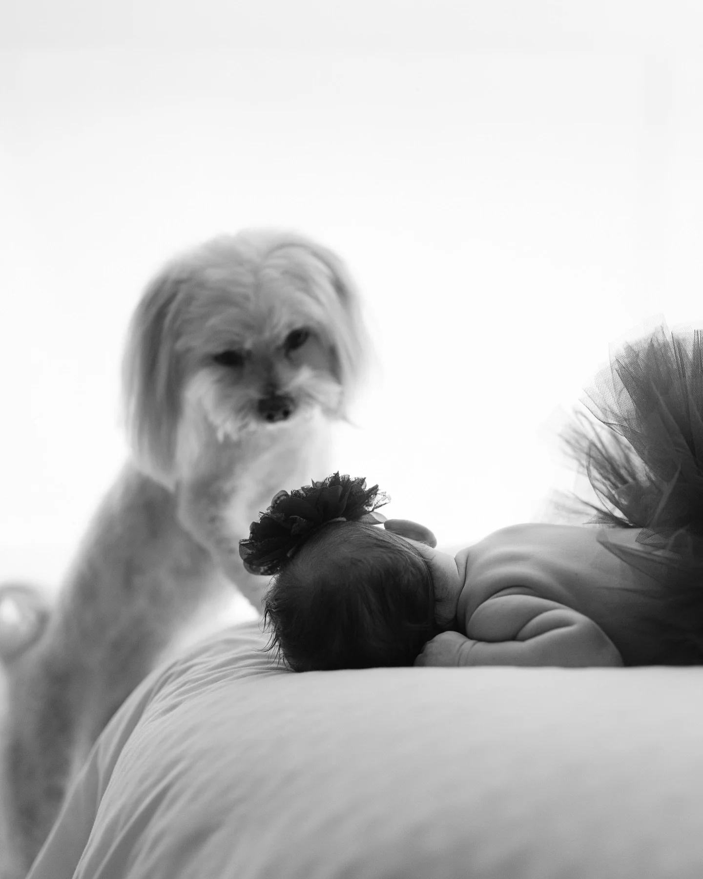 Best friends for life🖤 @amy_laura01

.
.
.
.
#goldcoastphotographer #goldcoastnewbornphotographer #newbornphotography