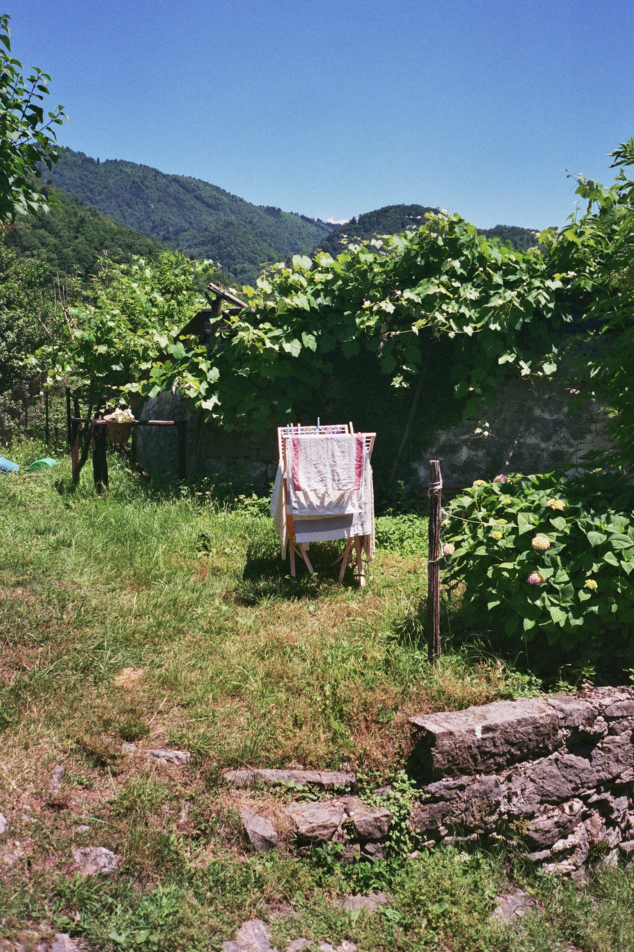 topolo_mercedestalevi_980_10_01515.jpg