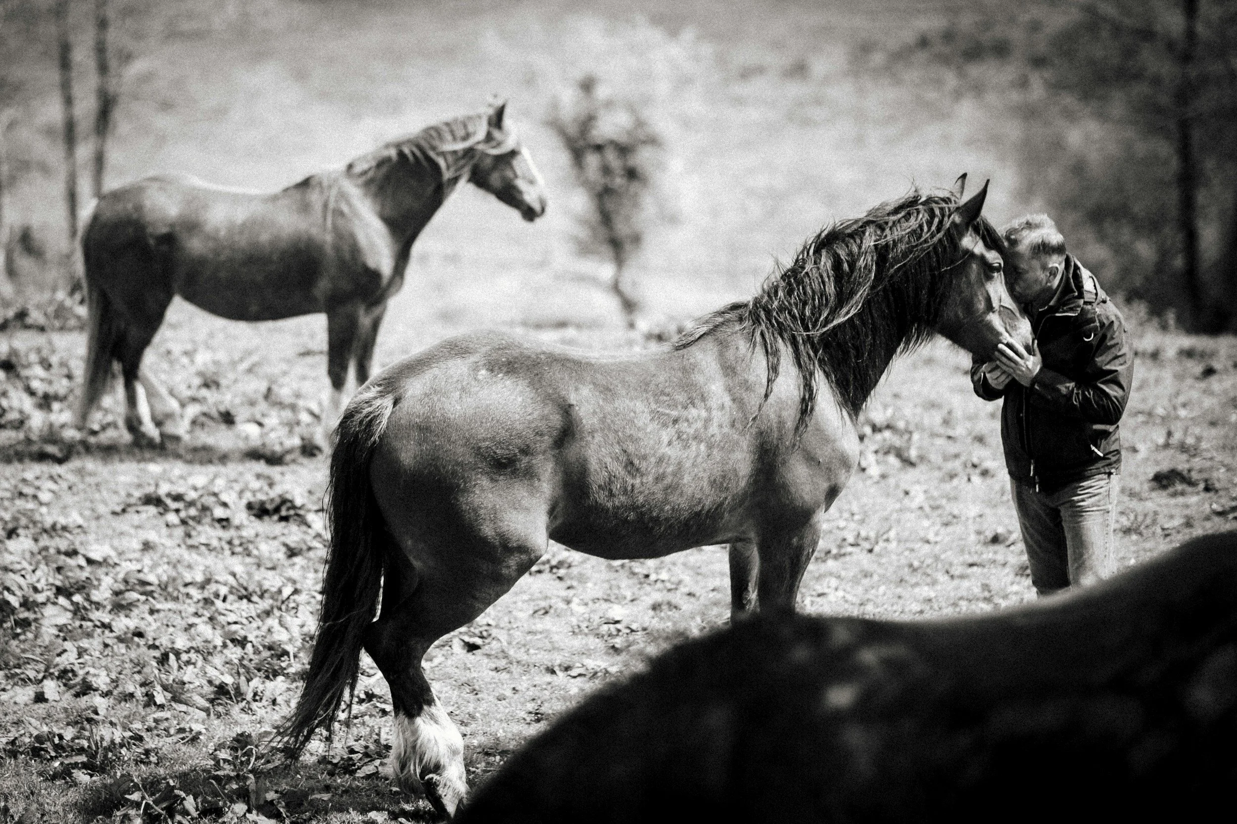 A person is gently touching a horse's face while two other horses stand in the background in an outdoor setting with grass and trees.