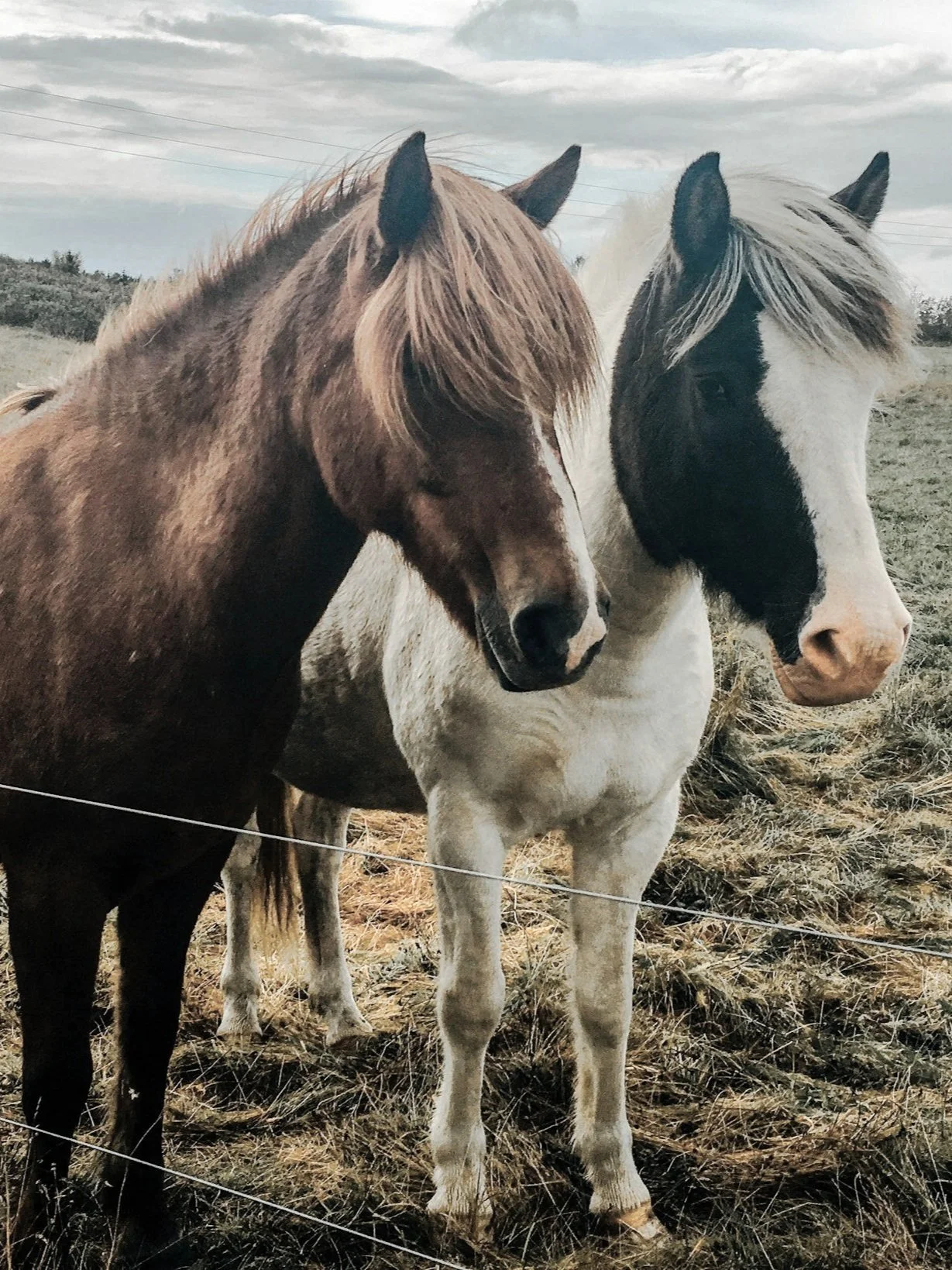 Two horses standing behind a wire fence in a grassy field under cloudy sky.