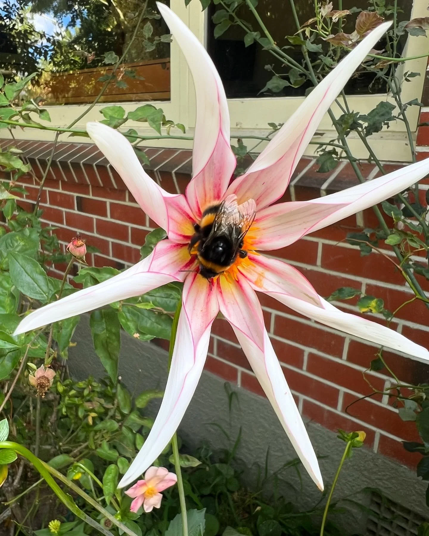 I&rsquo;m taking a lil break this coming week!🧚🏻 Back to flowas from Monday 17th March ✨🌼 always happy to take pre orders for then and beyond, hit my DMs x