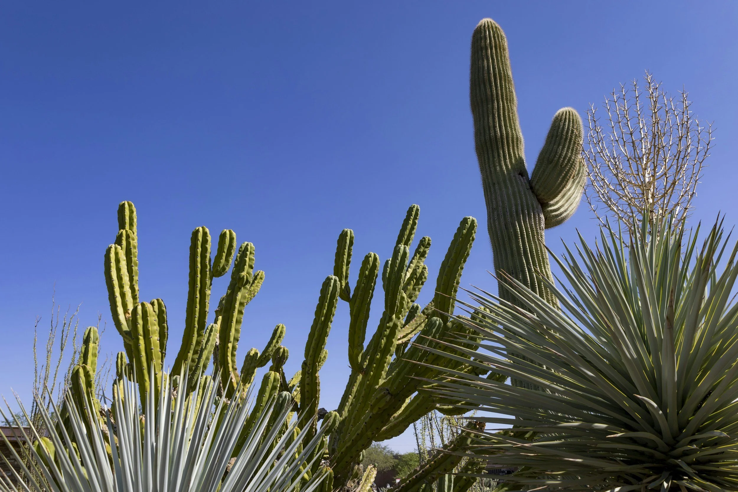 NATIVE PLANTS