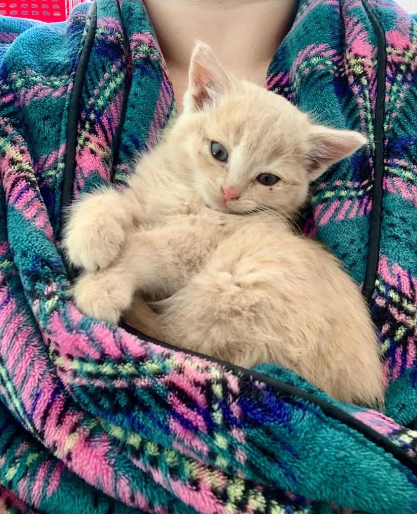 Finally doing better and ready to be adopted out!