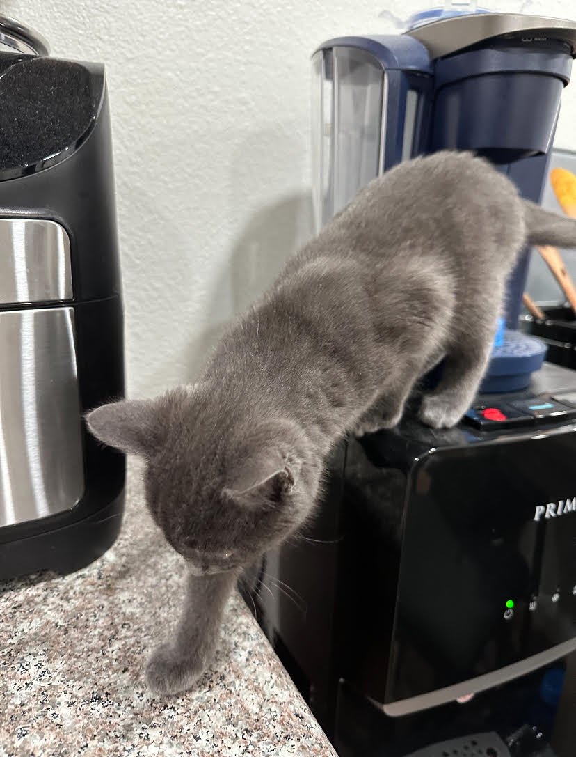 Shadow exploring his new home after his adoption in February 2024
(Photo provided by Alonzo family)