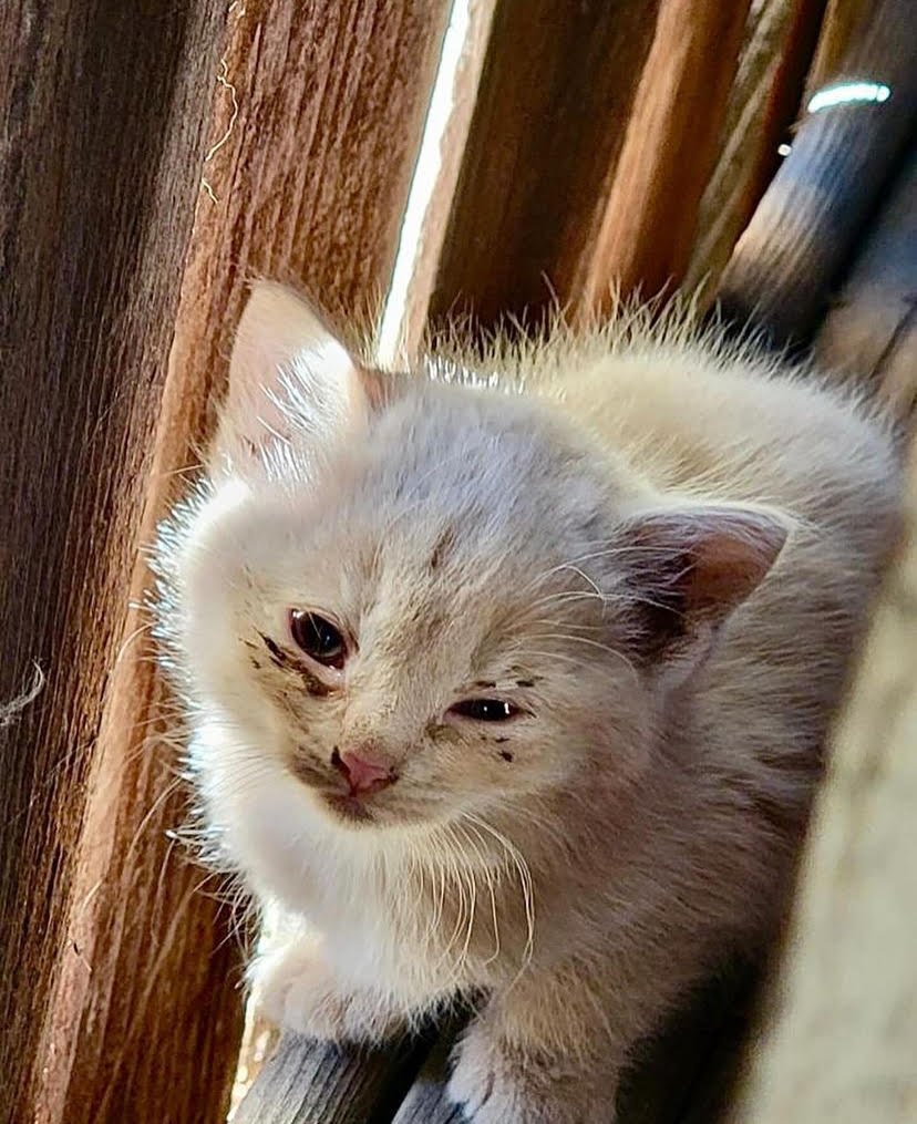 First photo of Chicken Nugget (November 2023) - she was not doing well but it was difficult to trap her