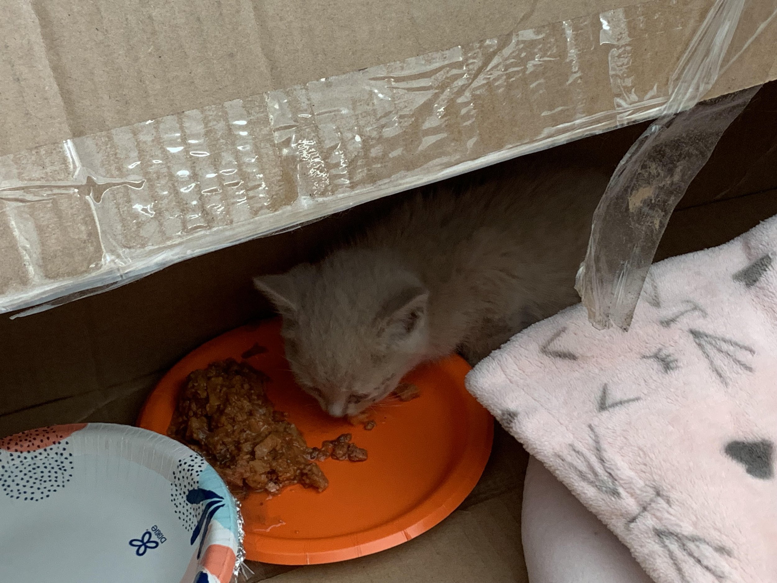 Finally caught!