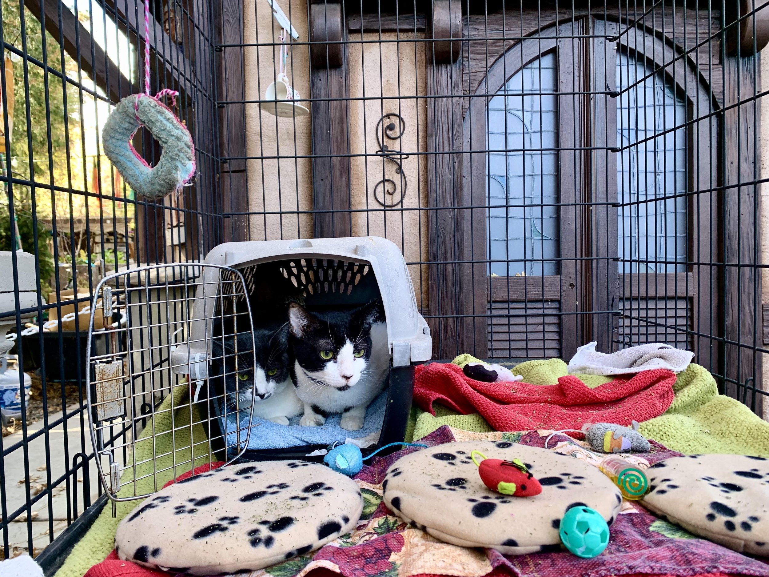 Mini Moo attending his first adoption event in 2024