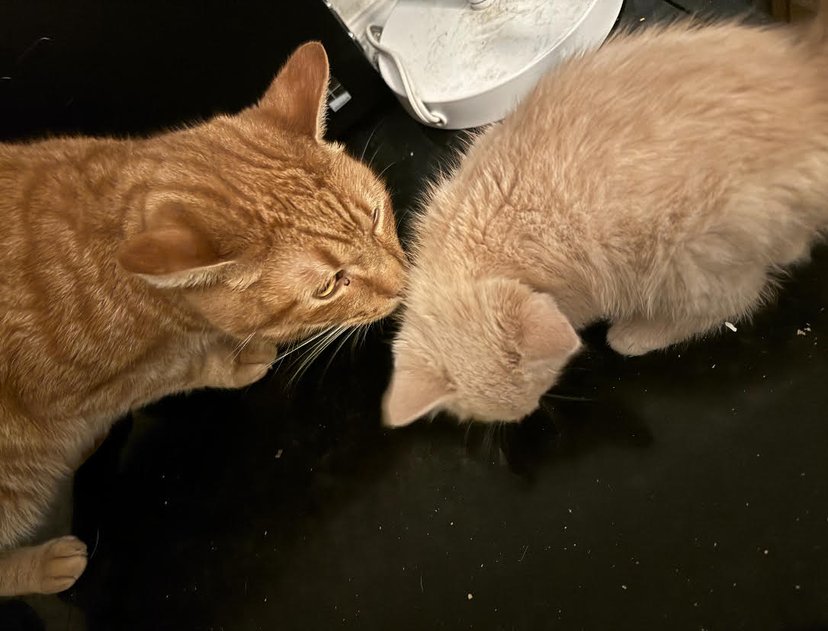 Chicken Nugget meeting one of her new brothers in her new home
(Photo provided by Kate, December 2023)