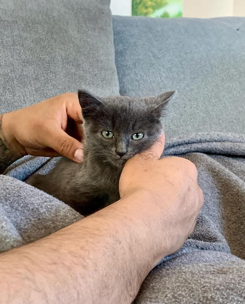 Shadow very quickly decided he liked living indoors and spent most of New Year's Day 2024 in Edward's lap