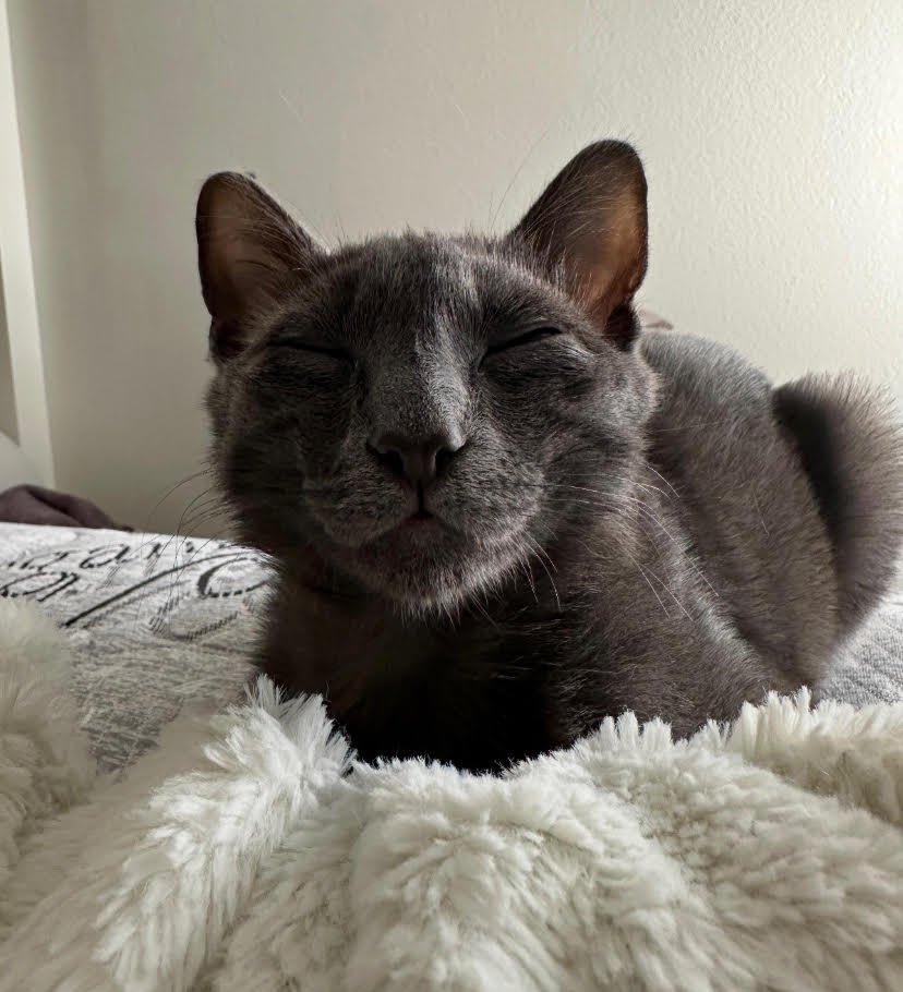 Shadow continues to do well in his loving forever home (November 2024)
(Photo provided by Alonzo family)