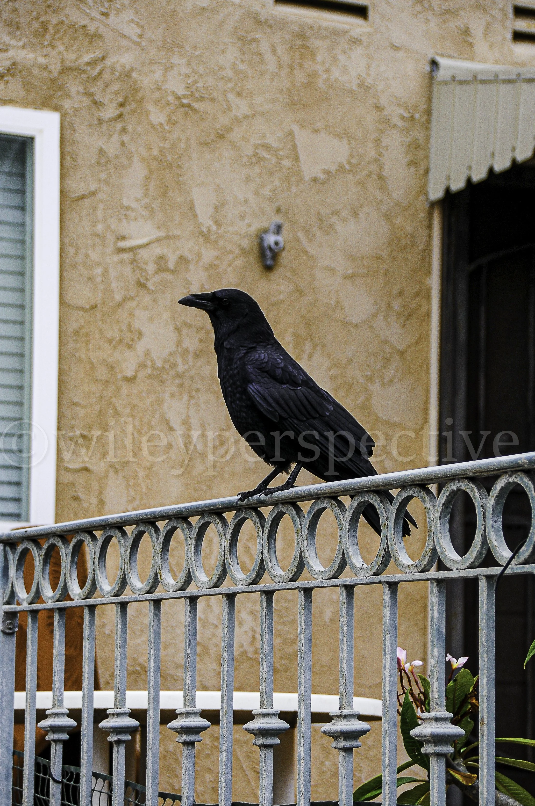 DSC_6531.jpg