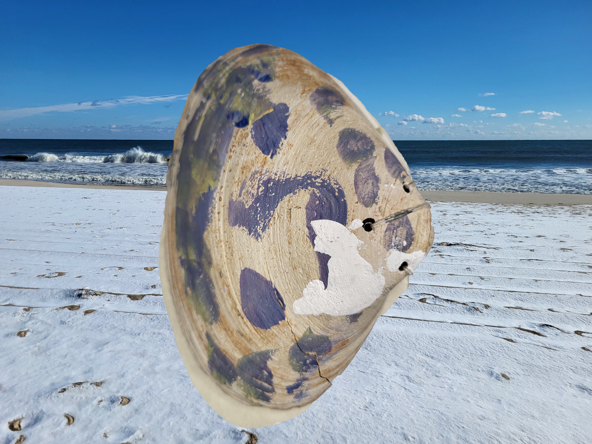 shell6.jpg