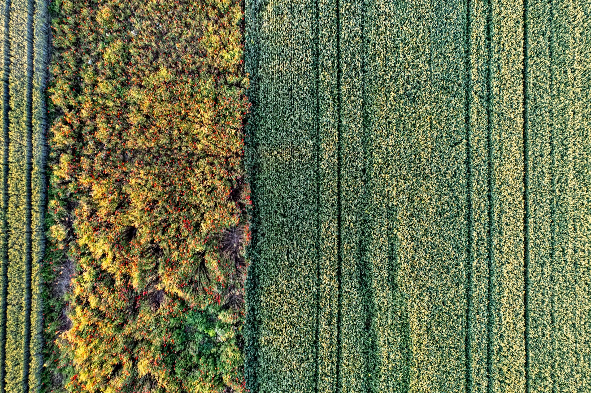 DERECHO AGRARIO