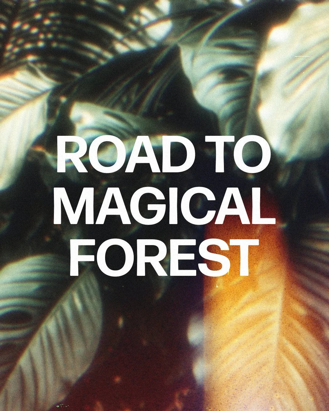 Road to Magical Forest