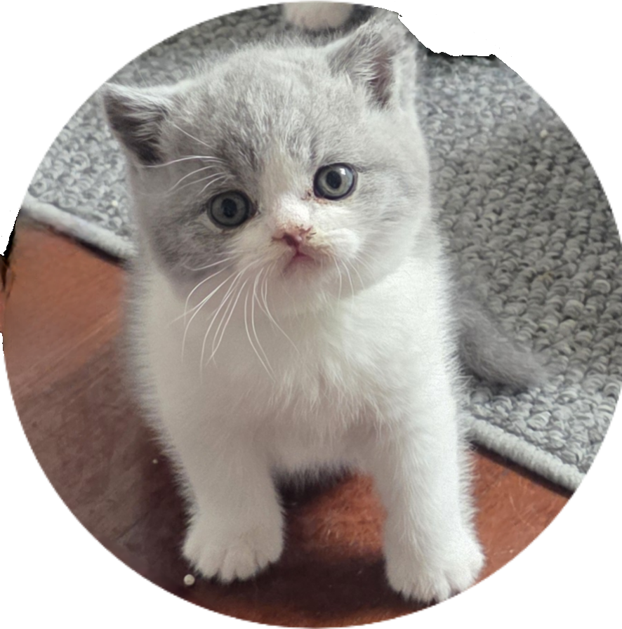 website bi-colour kitten 26.11.25.png