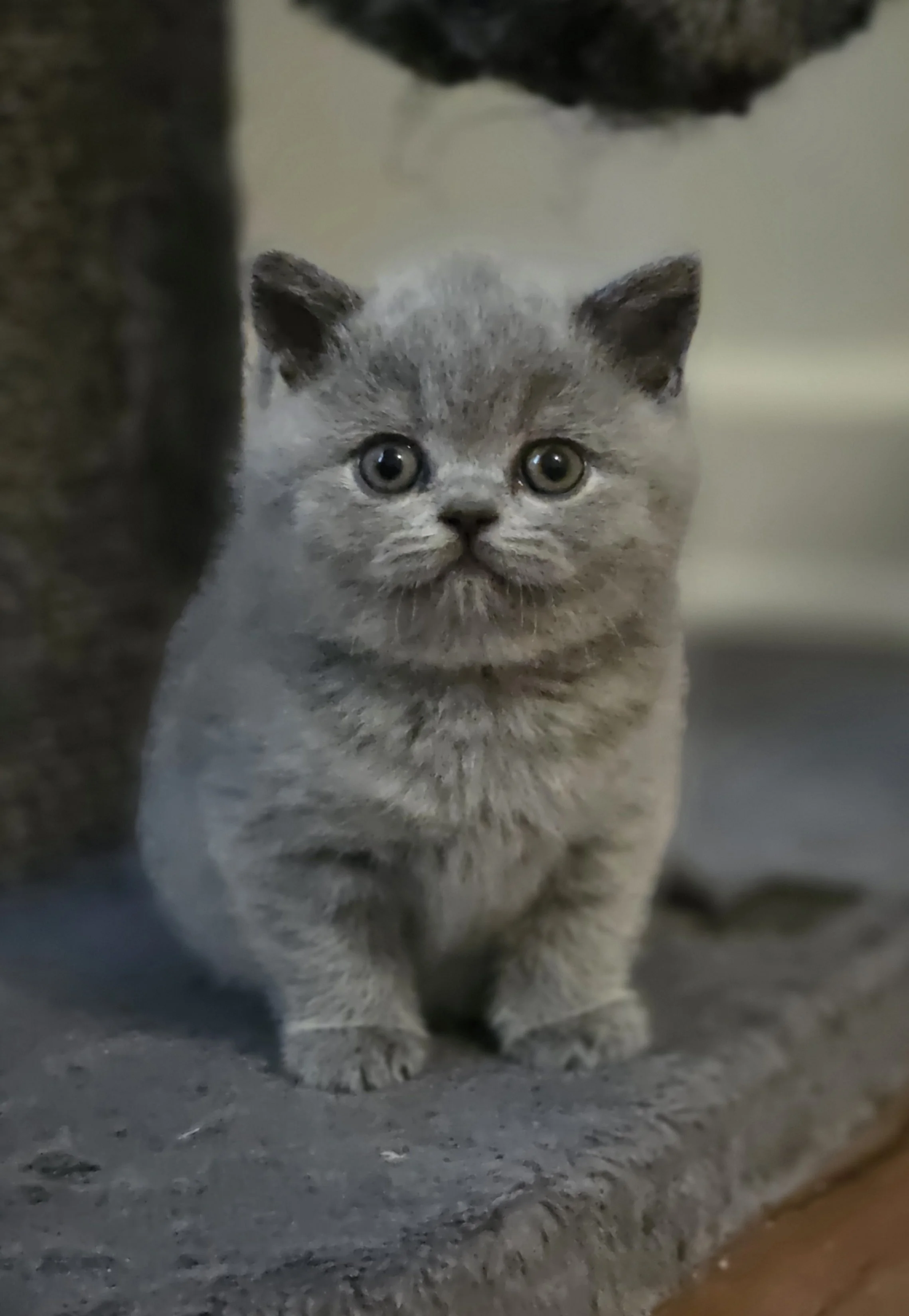 website cute blue kitten.jpg