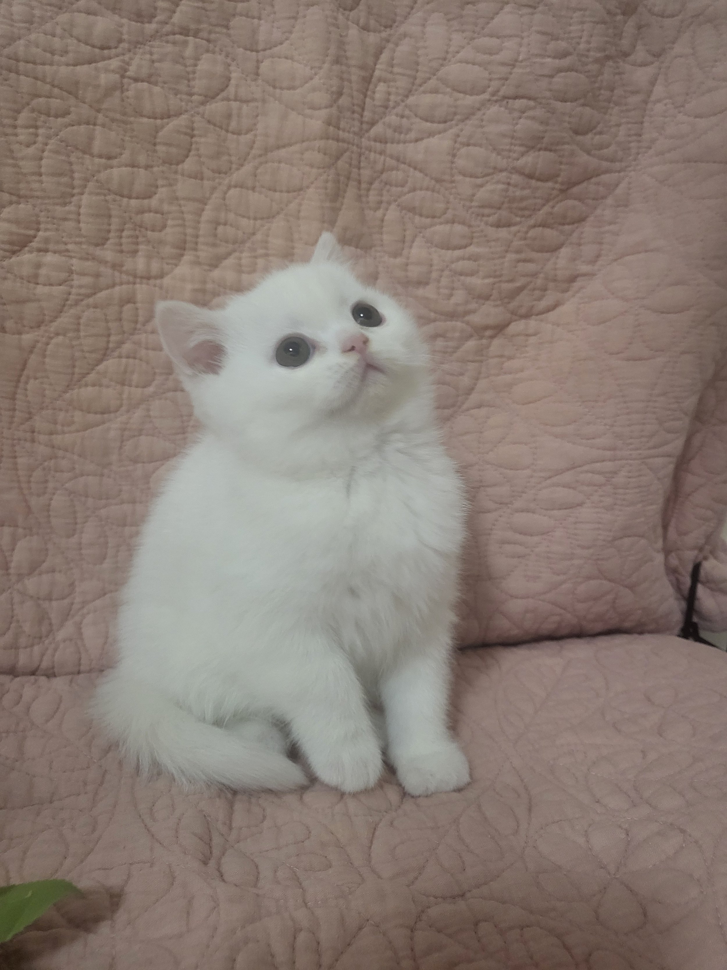 Available Kitten Blonde Bombshell.jpg