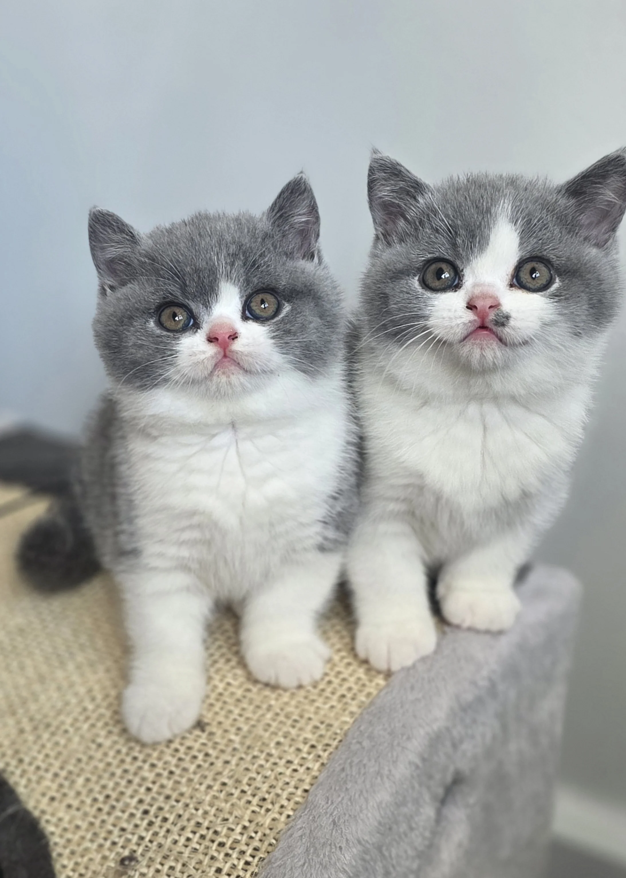 website kitten photos 2.jpg