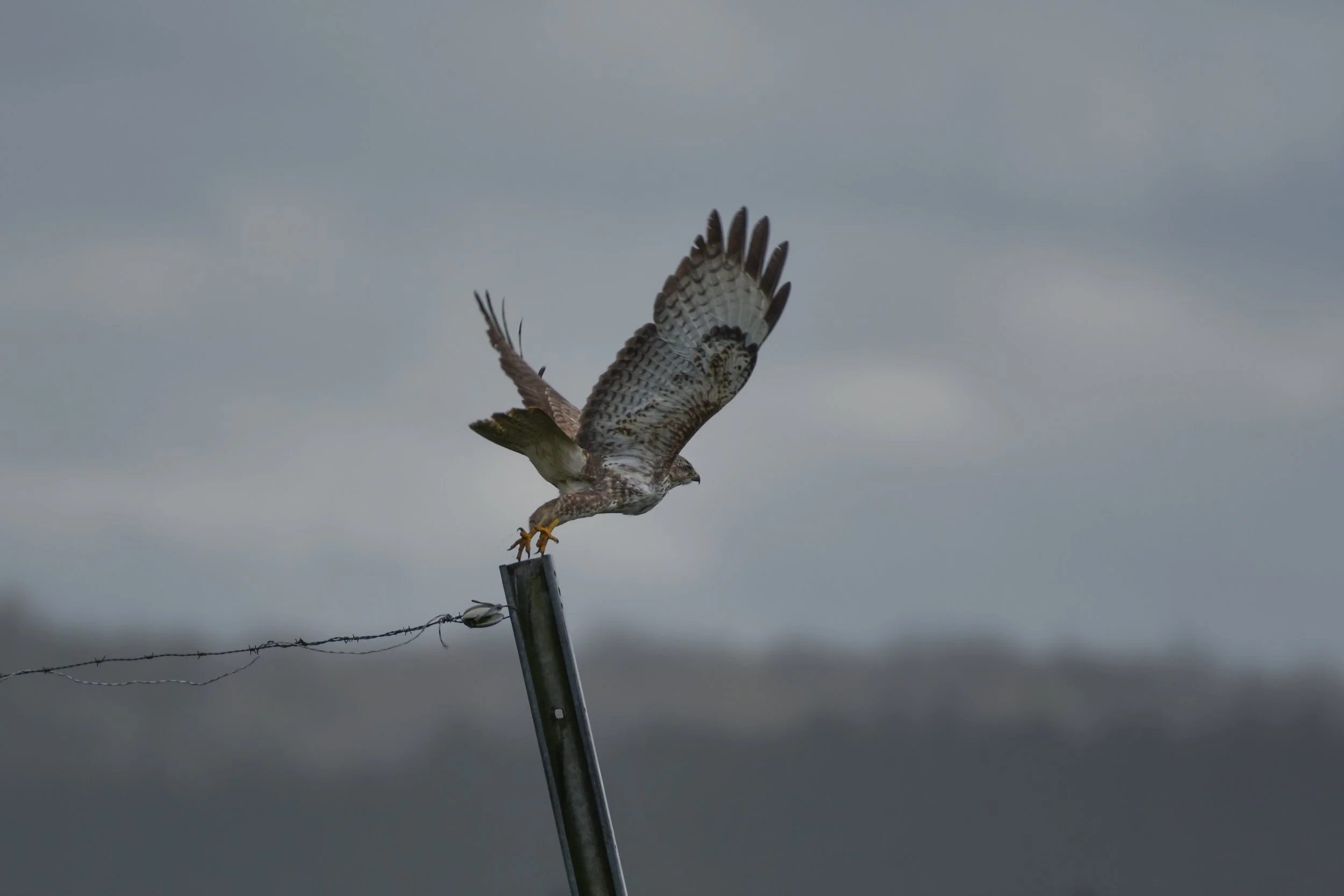 DSC_4914.jpg