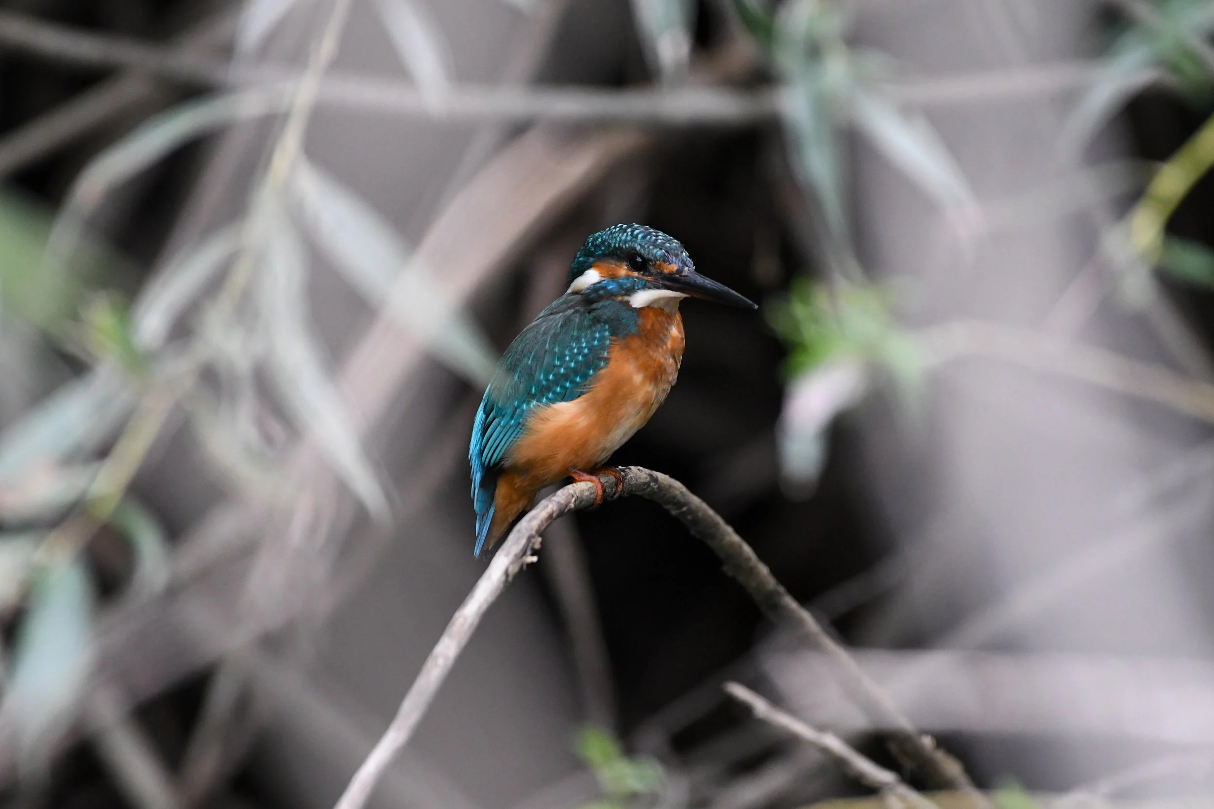 DSC_4599.jpg