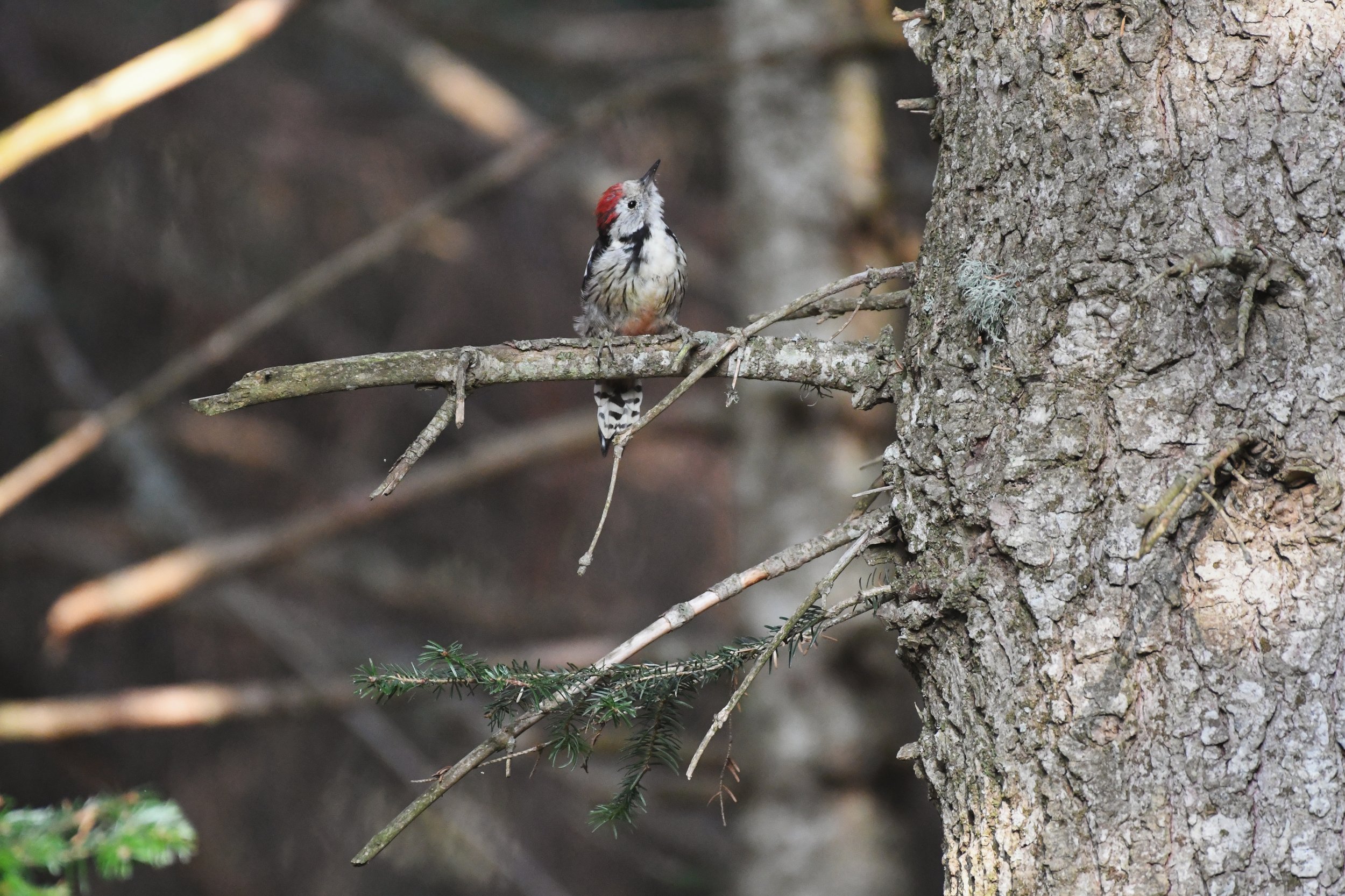 DSC_3527.jpg