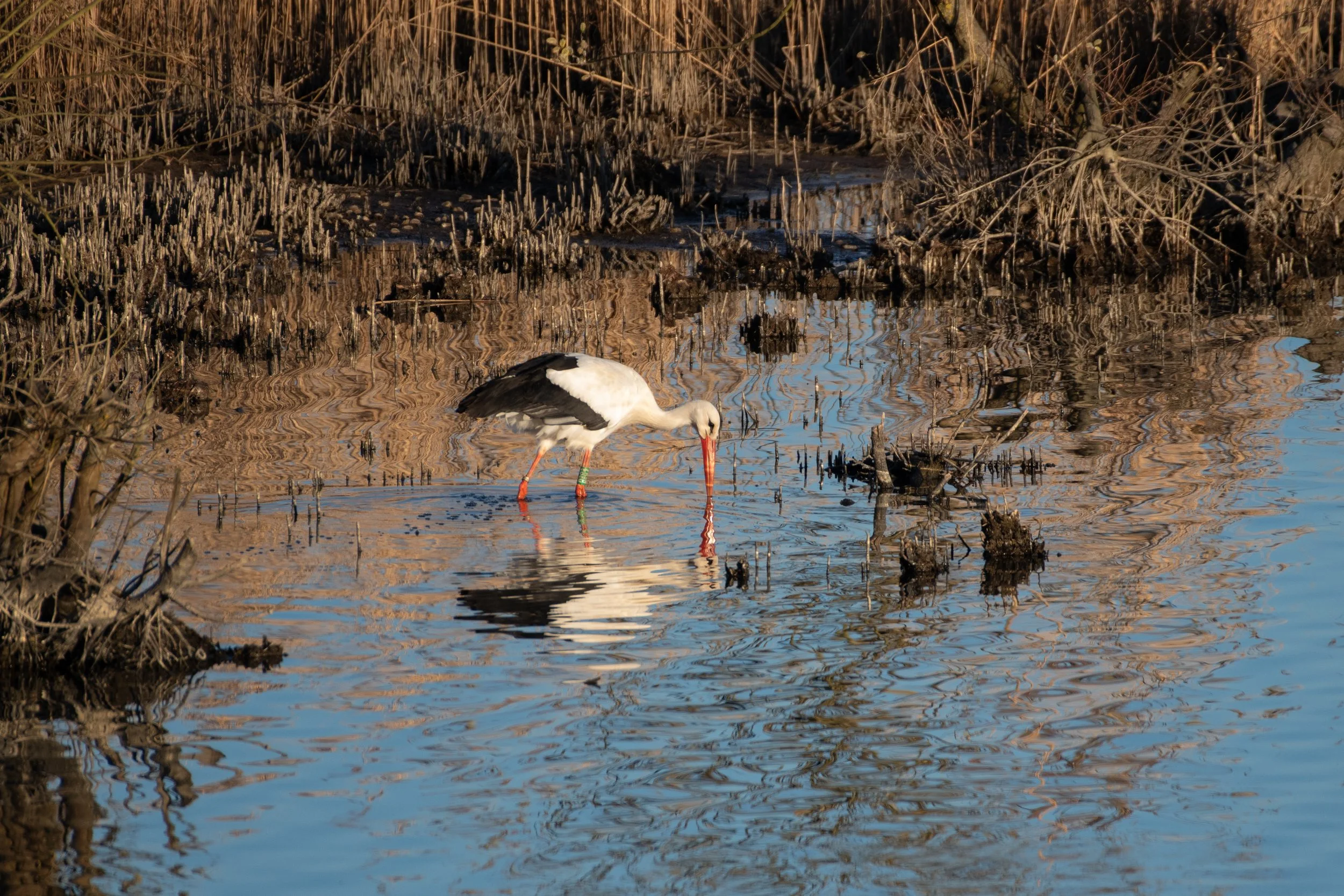 DSC_3385.jpg