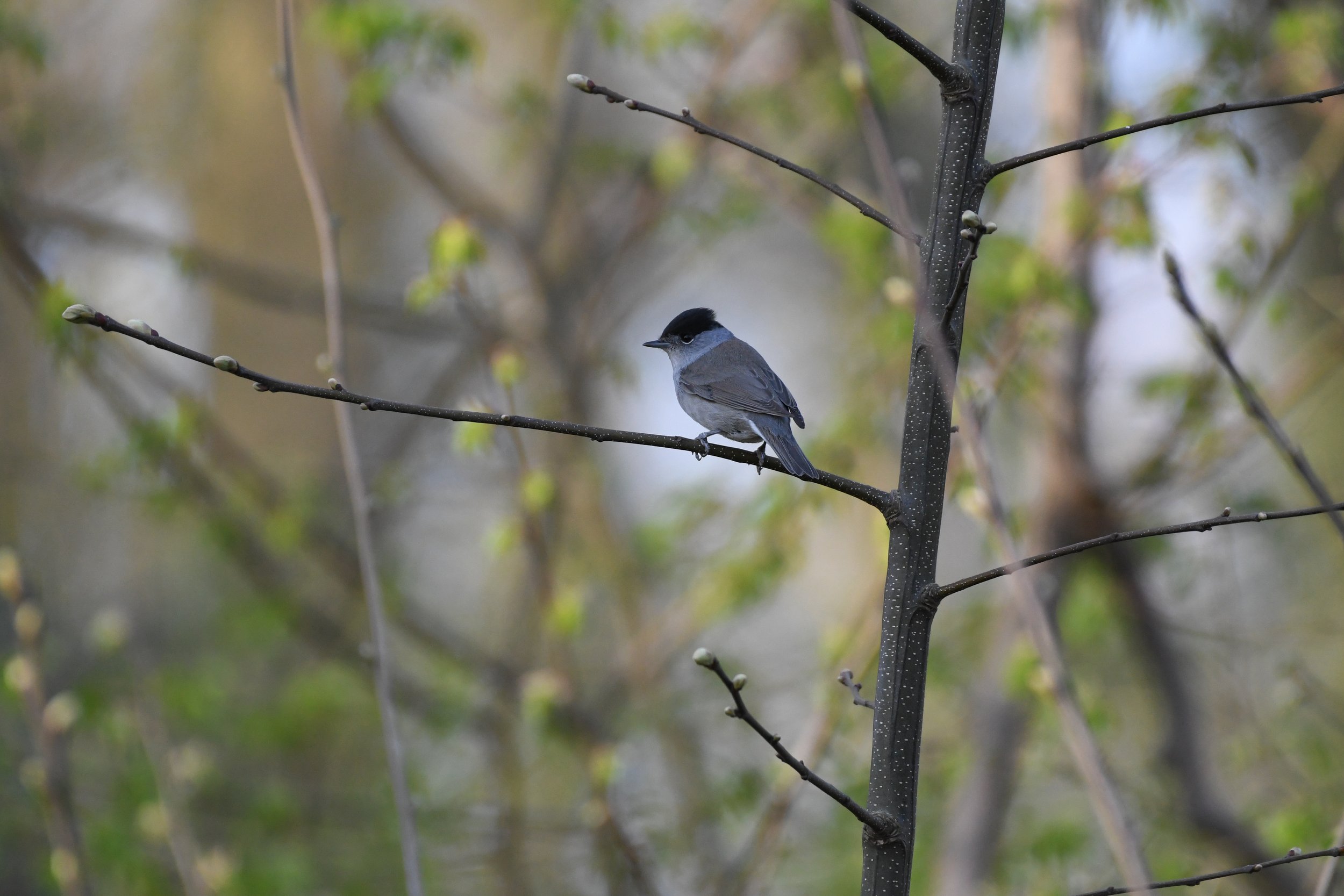 DSC_3074-2.jpg