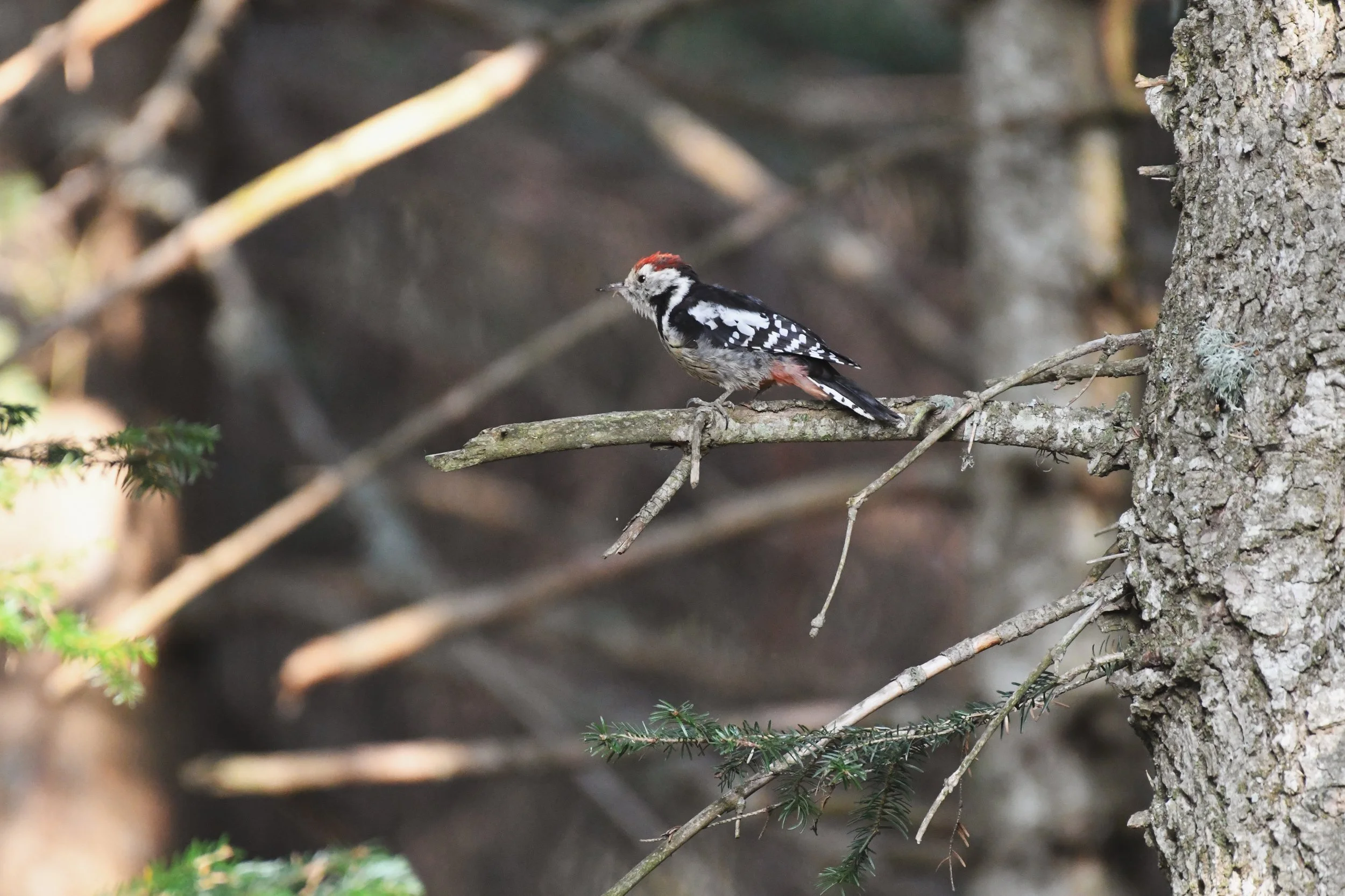 DSC_3533.jpg