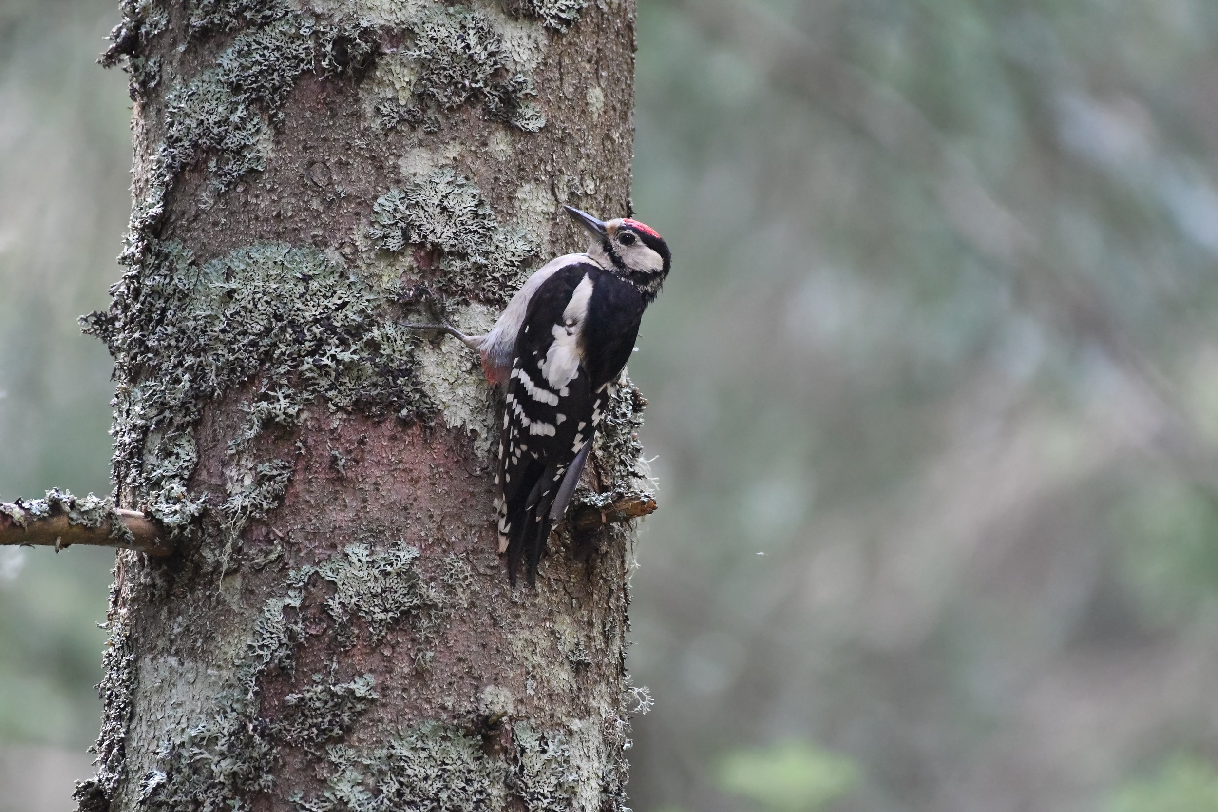DSC_3610.jpg