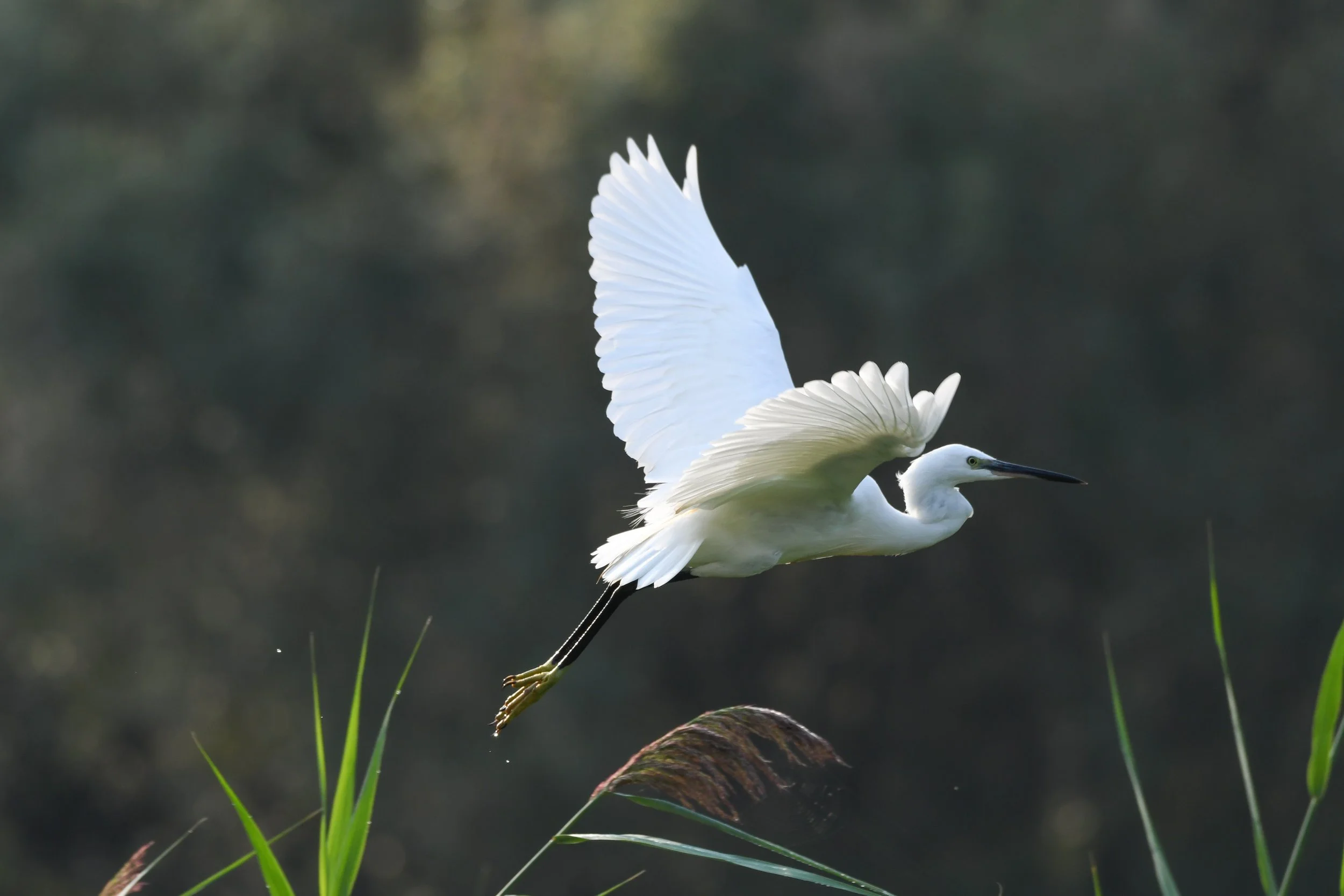 DSC_4230.jpg