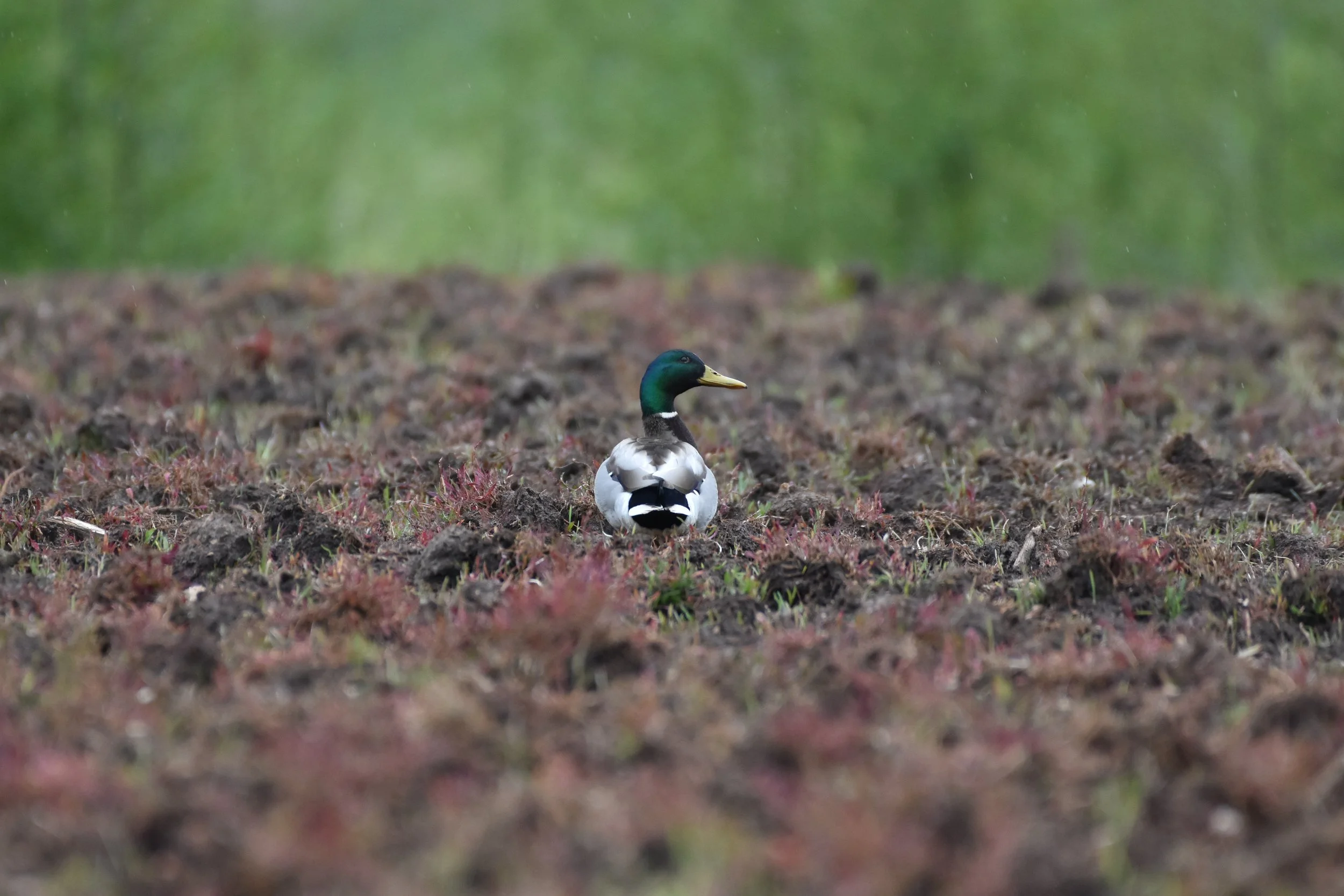 DSC_7906-2.jpg