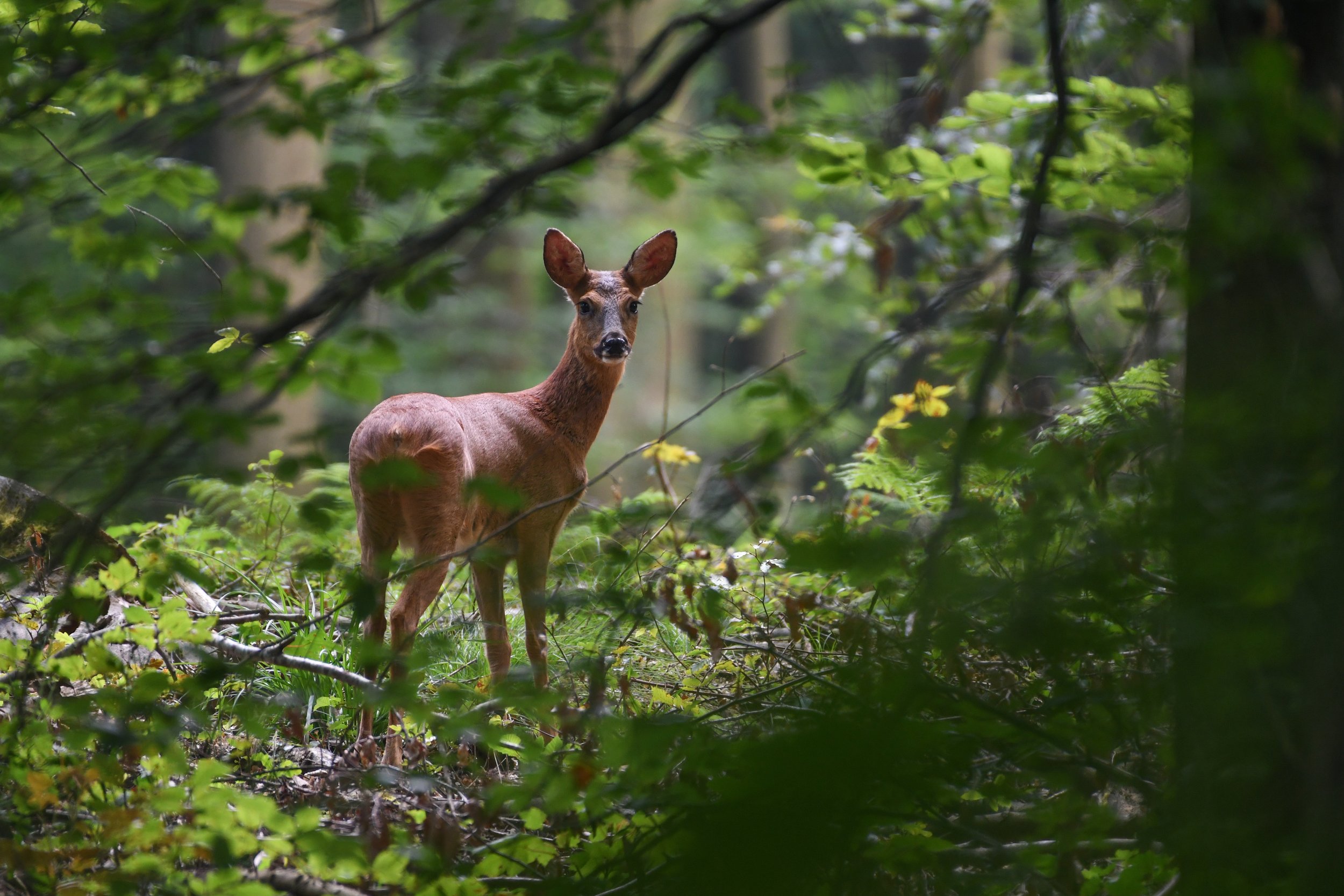 DSC_2034-2.jpg