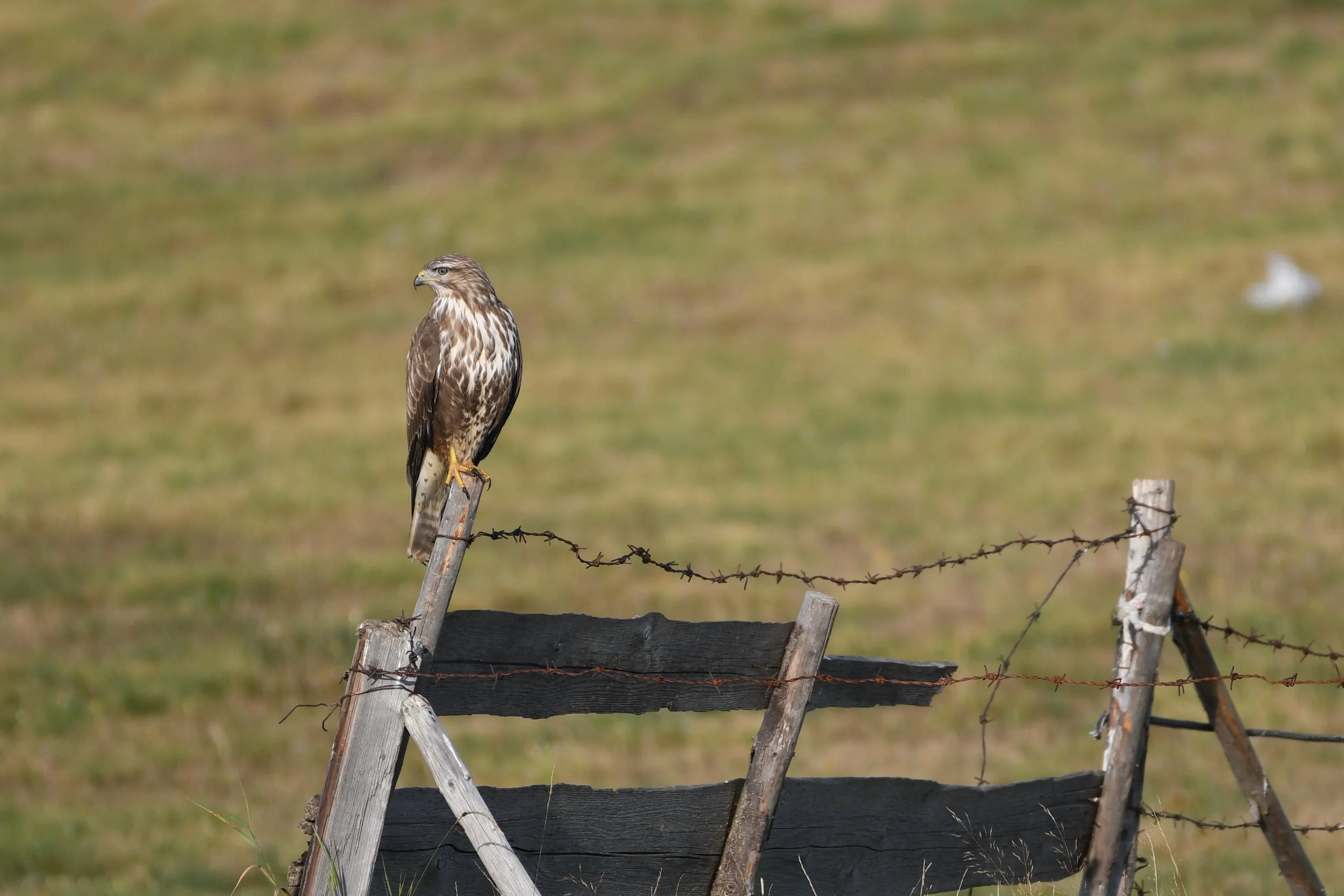 DSC_3327-2.jpg