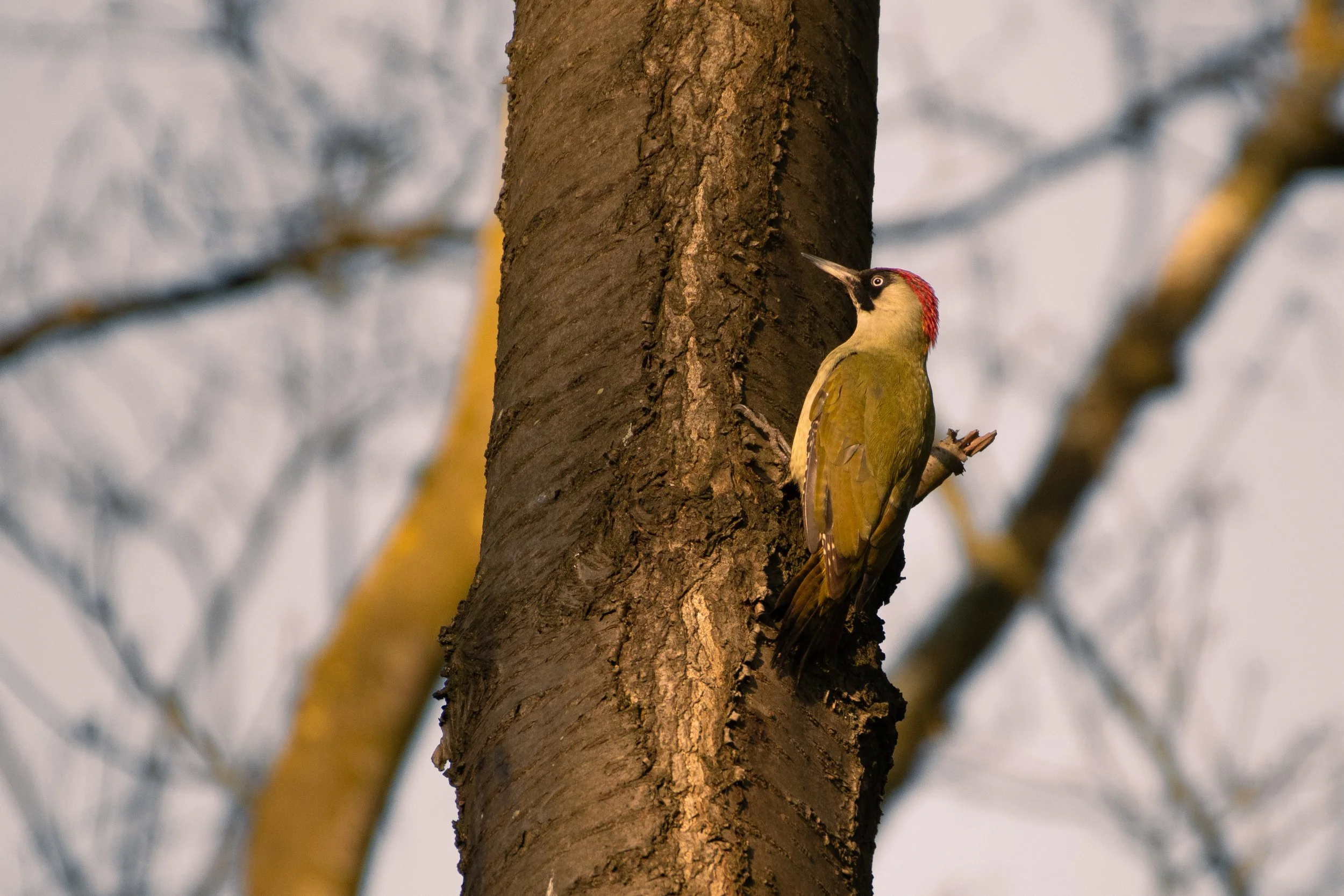 DSC_2770.jpg