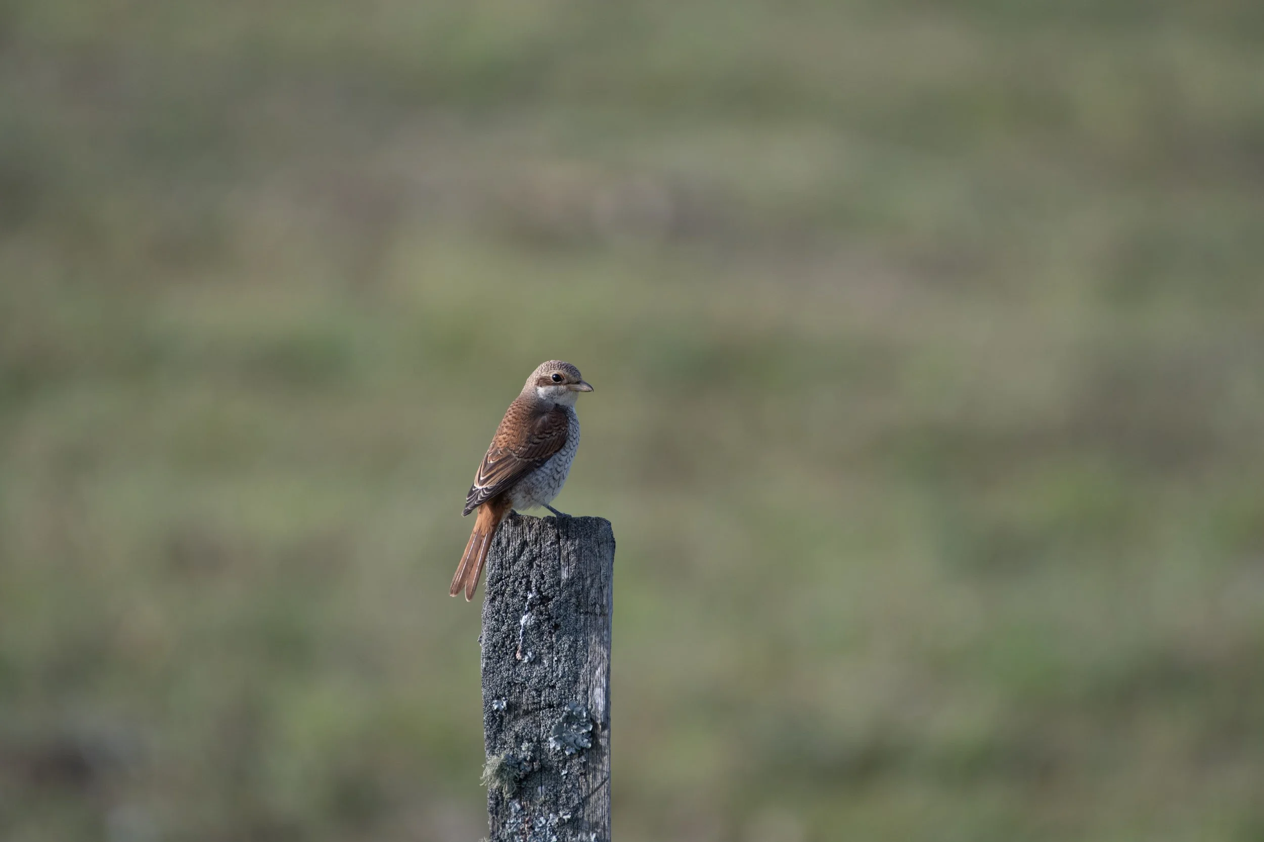 DSC_3113.jpg