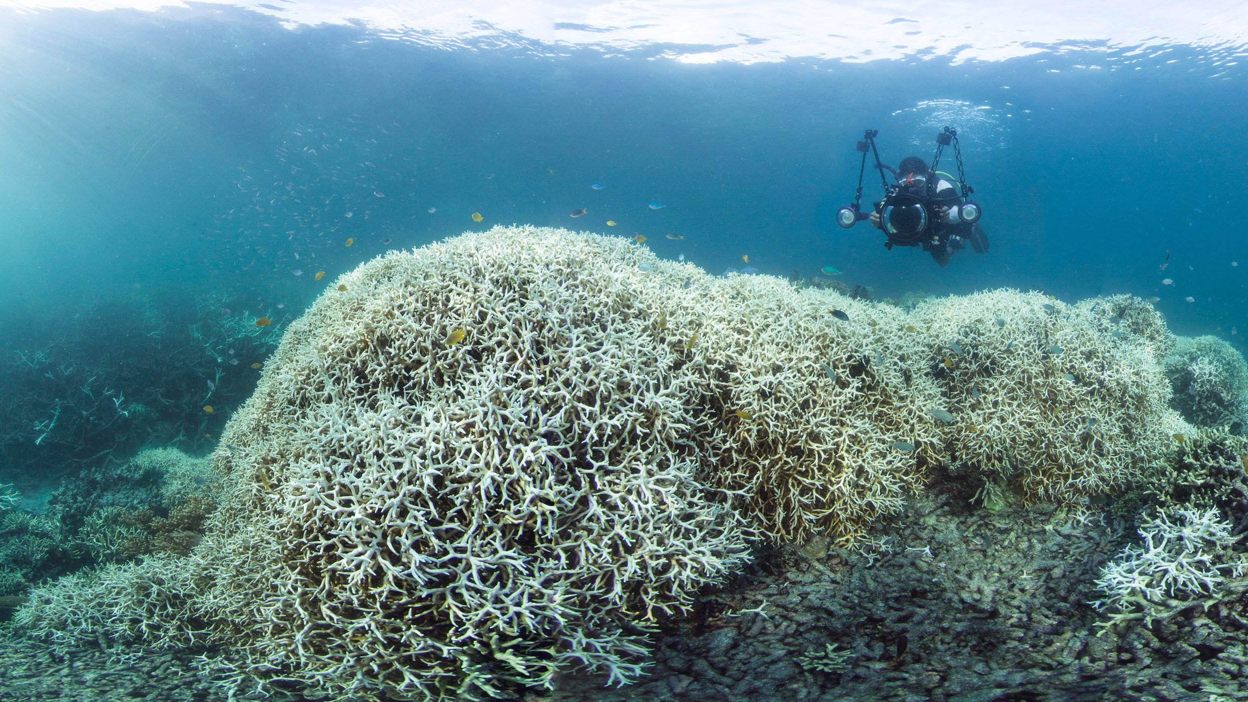 026-Filming-bleaching-©-Underwater-Earth_XL-Catlin-Seaview-Survey_Christophe-Bailhache.jpg