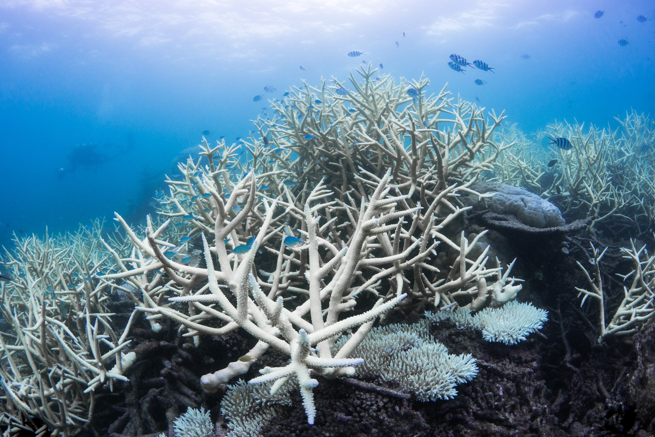 Image-001-Bleaching-GBR17-©-Underwater-Earth_Christophe-Bailhache.jpg