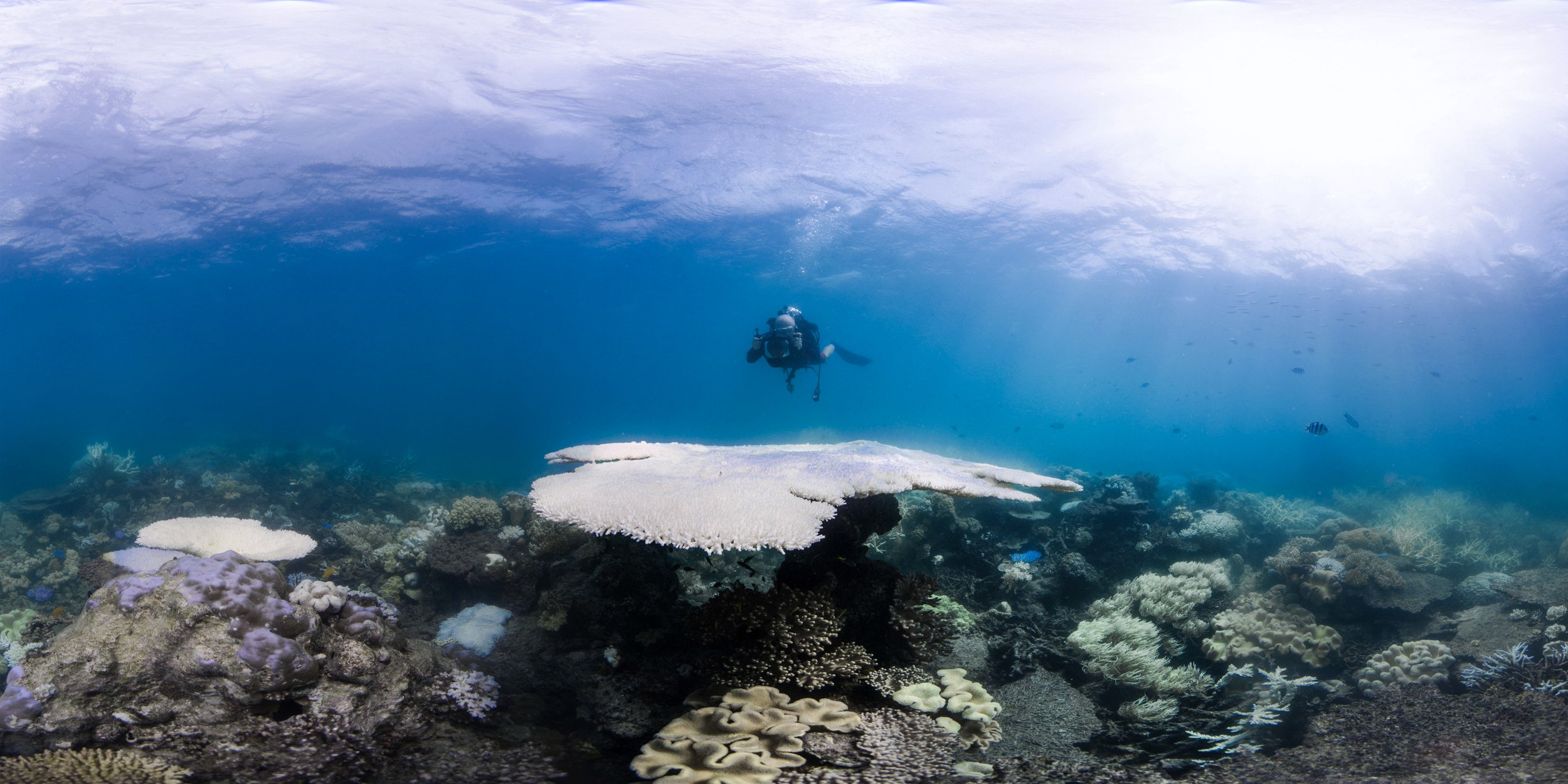 Image-008-Bleaching-GBR17-©-Underwater-Earth_Christophe-Bailhache.jpg