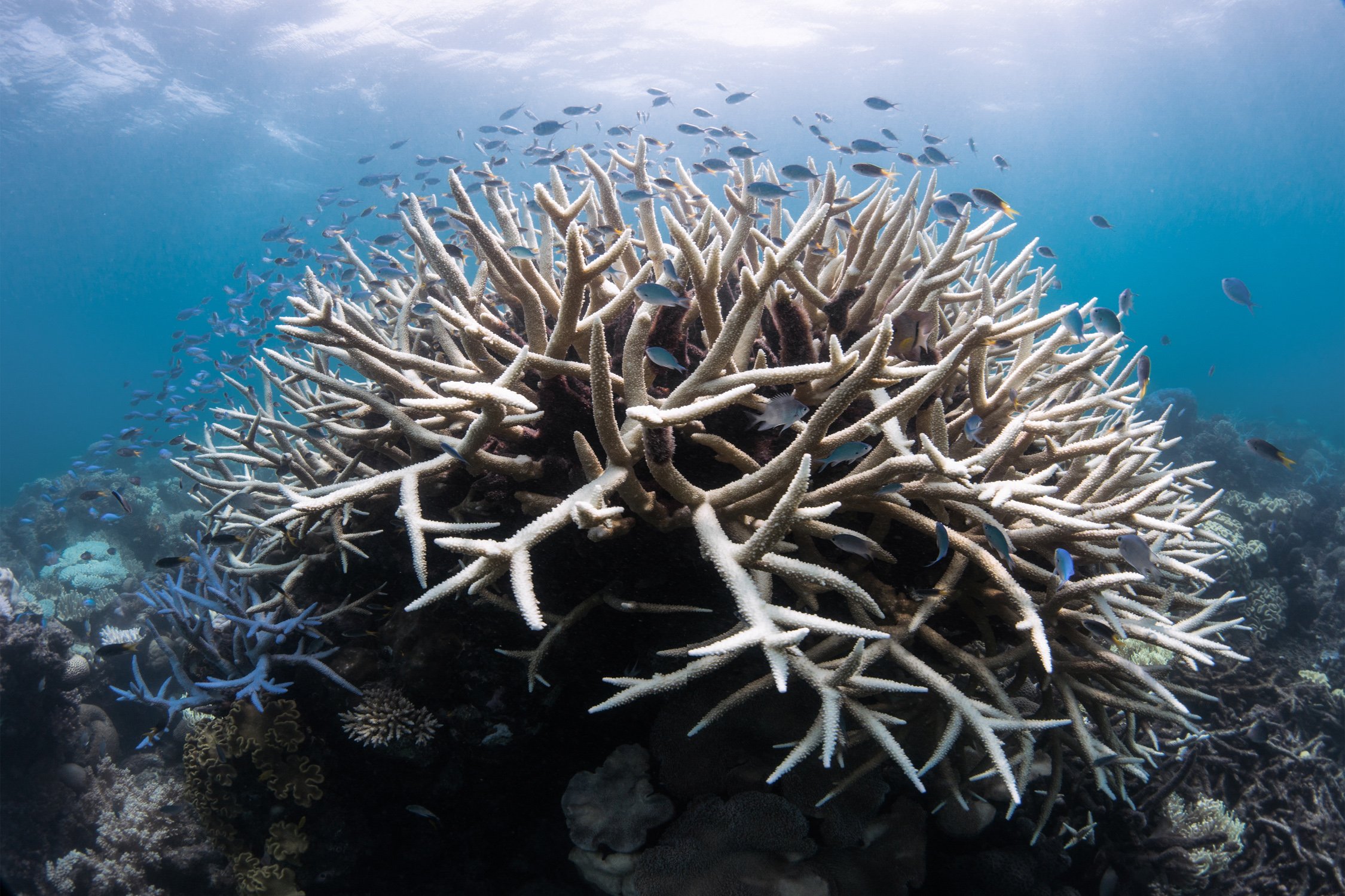Image-003-Bleaching-GBR17-©-Underwater-Earth_Christophe-Bailhache.jpg