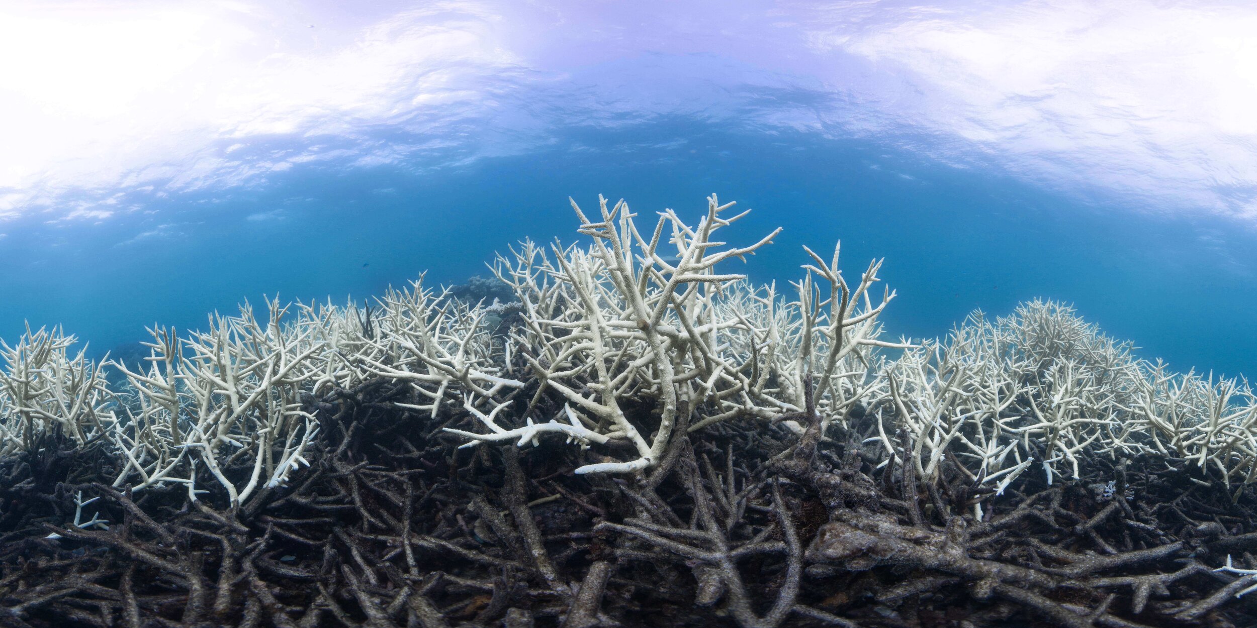 Image 005 GBR bleaching 2017 © Underwater Earth_Christophe Bailhache.jpeg