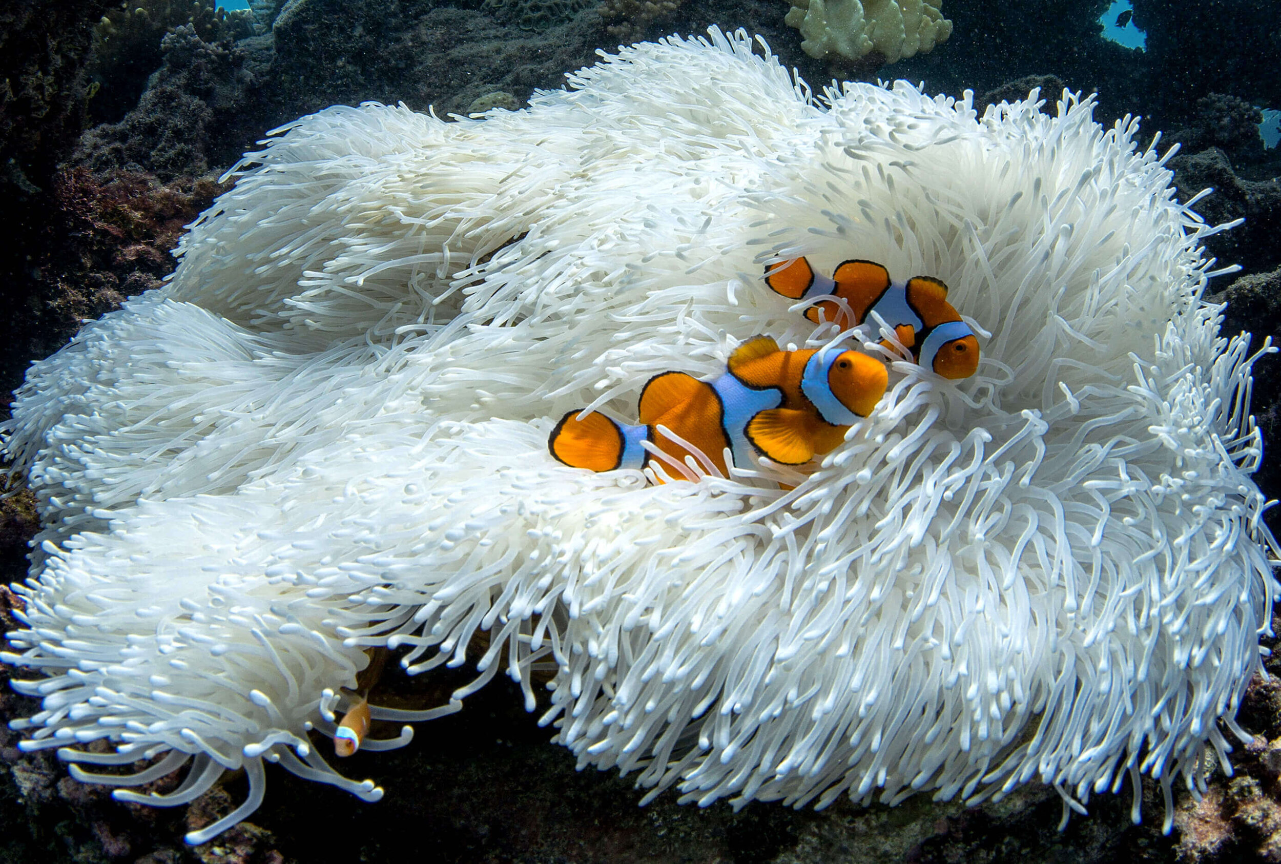 Image 010 GBR bleaching 2017 © Underwater Earth_Christophe Bailhache.jpeg
