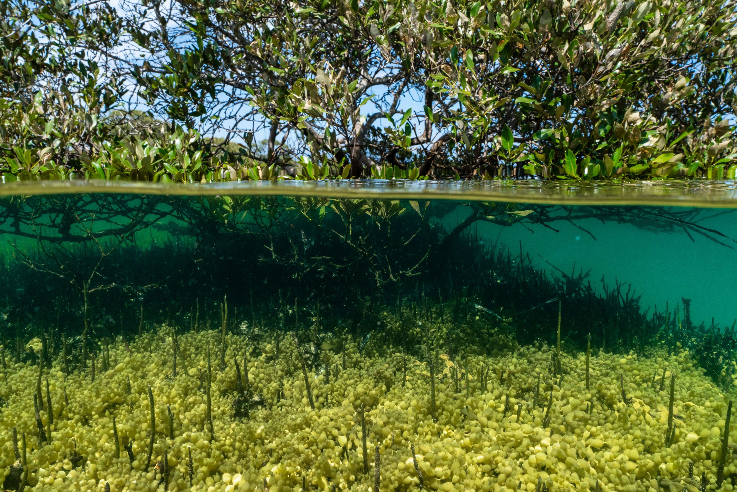 Mangroves - Photo by Sean Kinchela (Local Famous).jpg