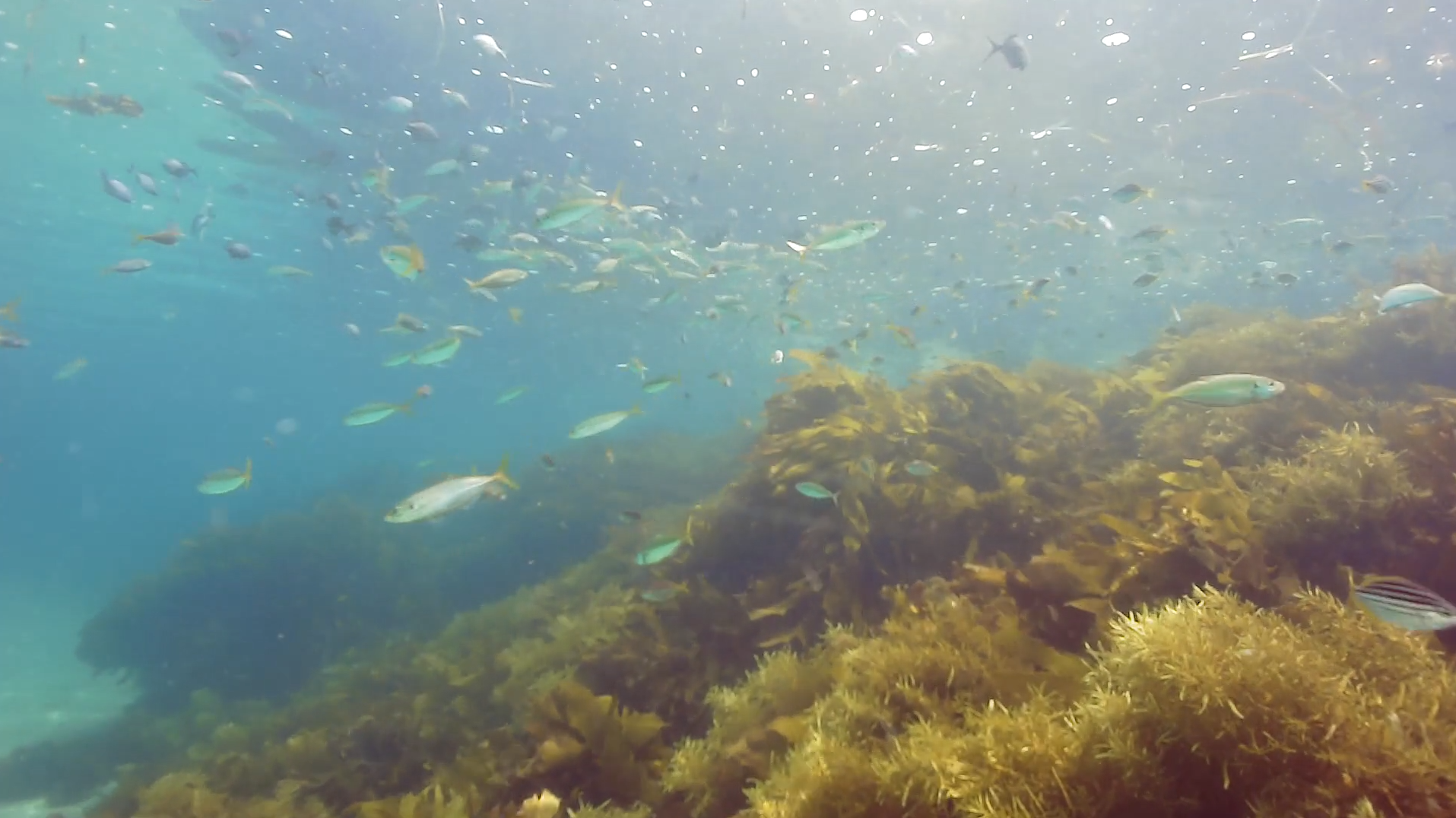kelp yellowtail not sharp.png