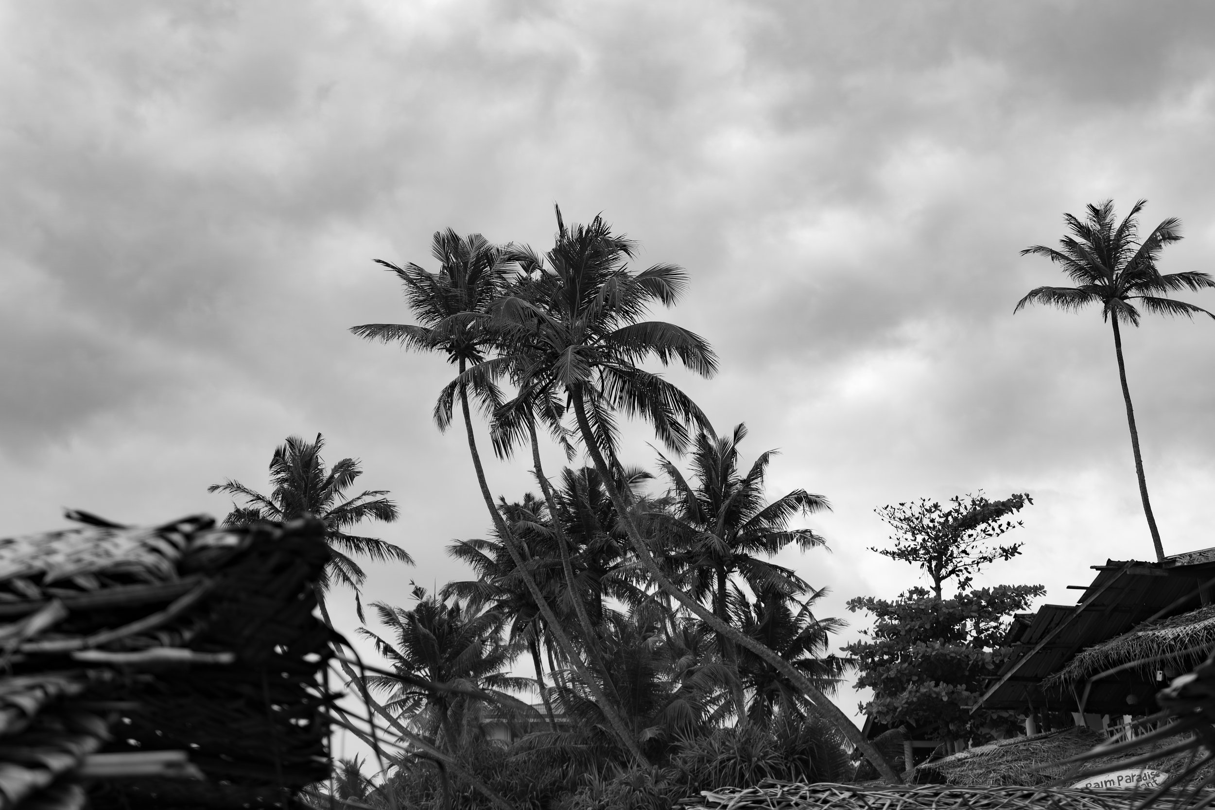texture of the palm trees photographed by Graei Portrait while travelling Sri Lanka