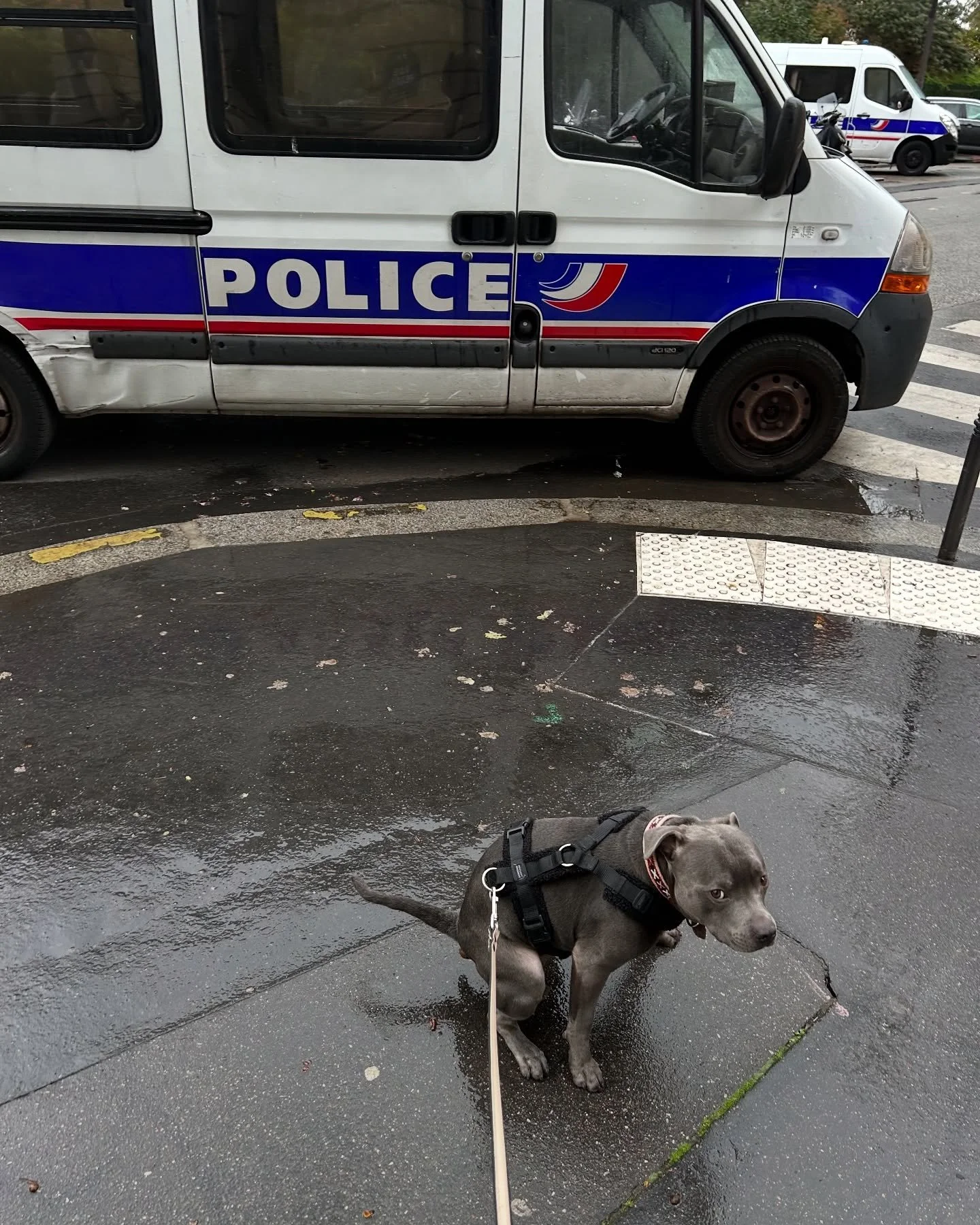 Tous les 💩 pr&eacute;sents sur ces photos ont &eacute;t&eacute; ramass&eacute;s et jet&eacute;s.