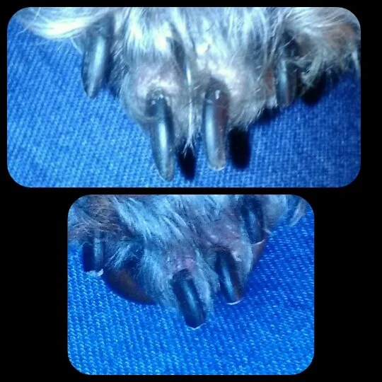 Close-up of an animal's nose with wet, dark fur on a blue surface.