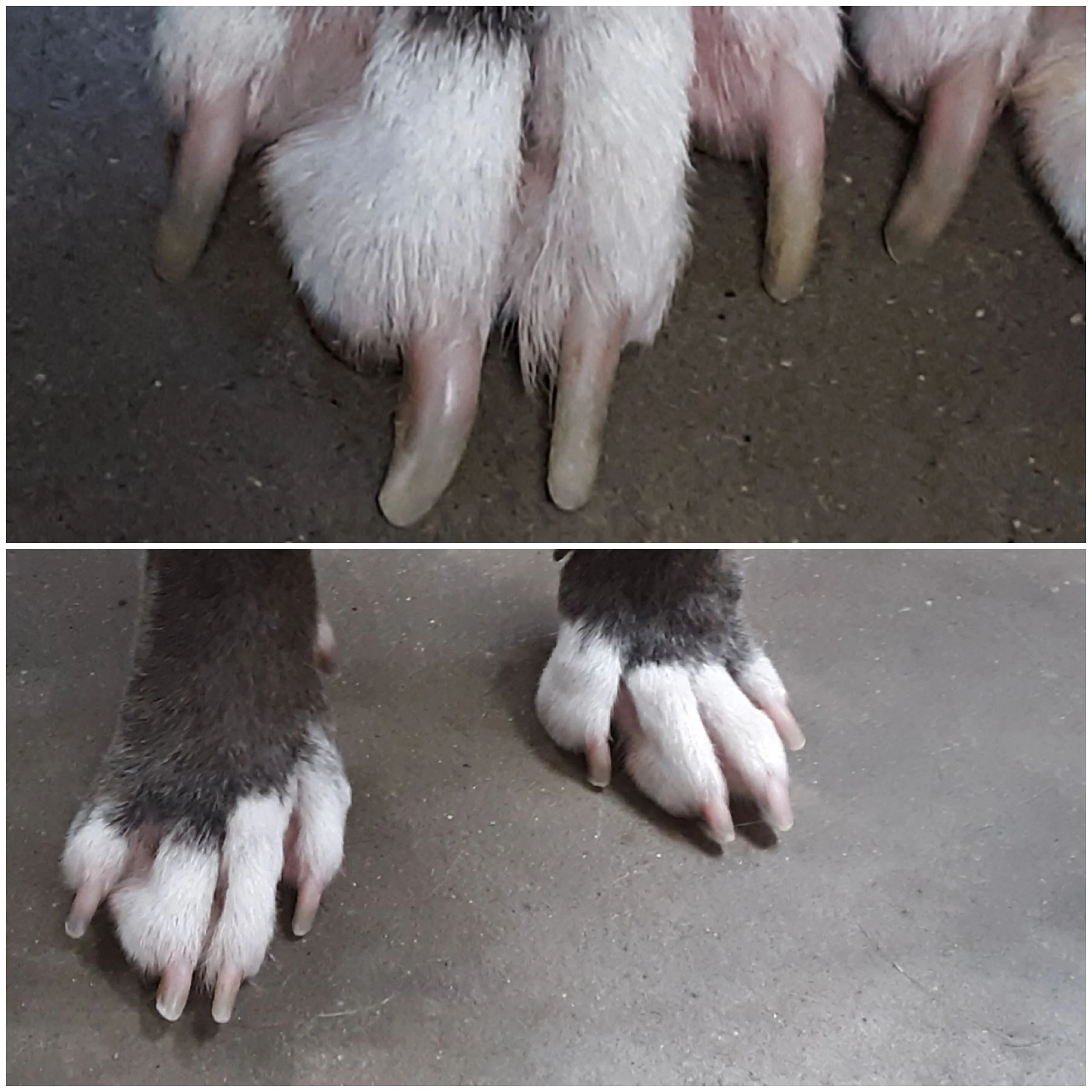 Close-up images of goat hooves and udders from different angles.